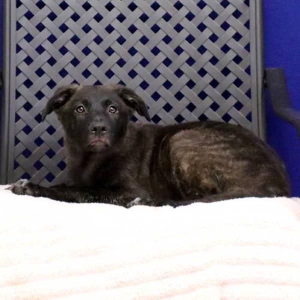 Enlarge Lady, a Adoptable mixed breed in Midland, TX image 1/4