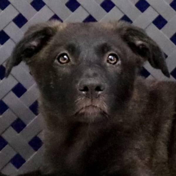 Enlarge Lady, a Adoptable mixed breed in Midland, TX image 2/4