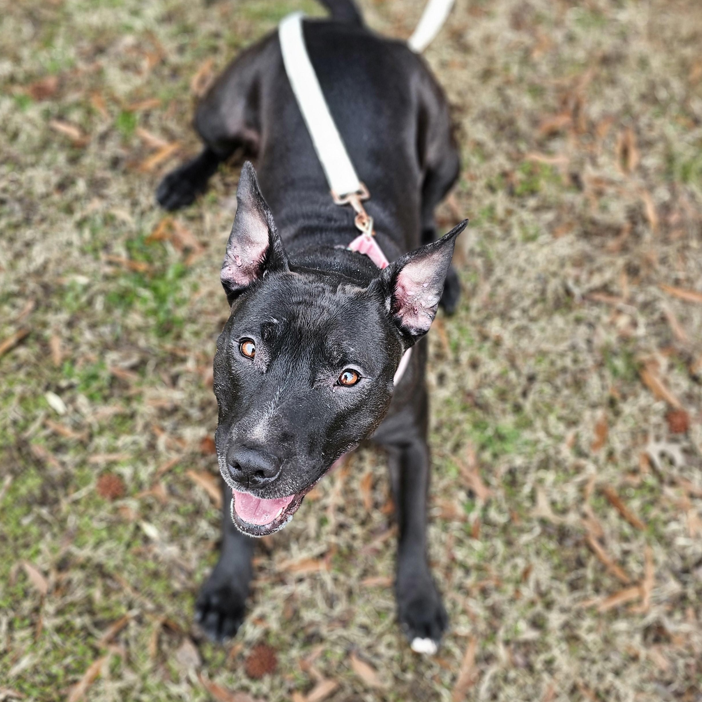 Wednesday , adoptable, Adult Female Bull Terrier.