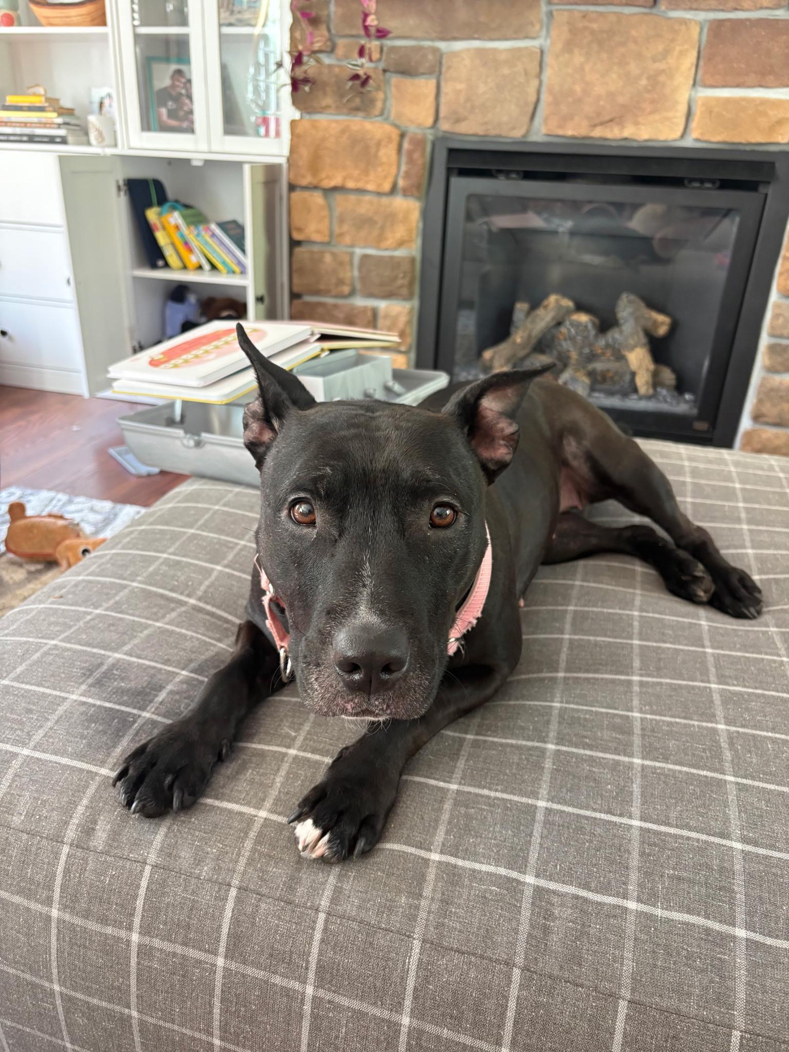 Wednesday , an adoptable mixed breed in Chesapeake Beach, MD image 2/6