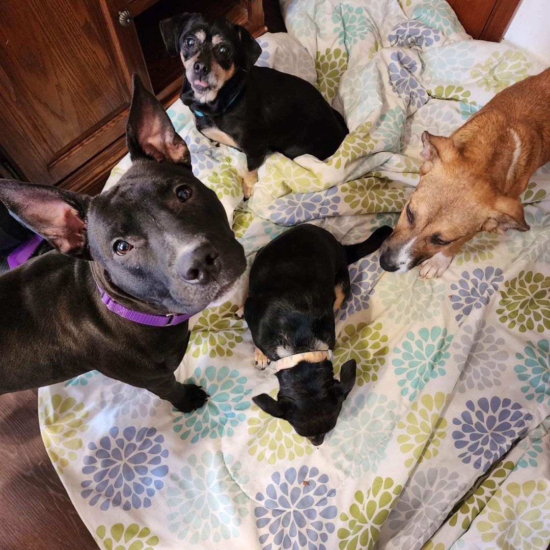 Wednesday , an adoptable mixed breed in Chesapeake Beach, MD image 1/10