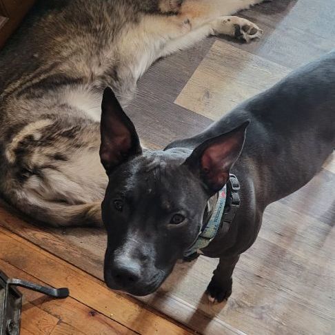 Wednesday , an adoptable mixed breed in Chesapeake Beach, MD image 3/10