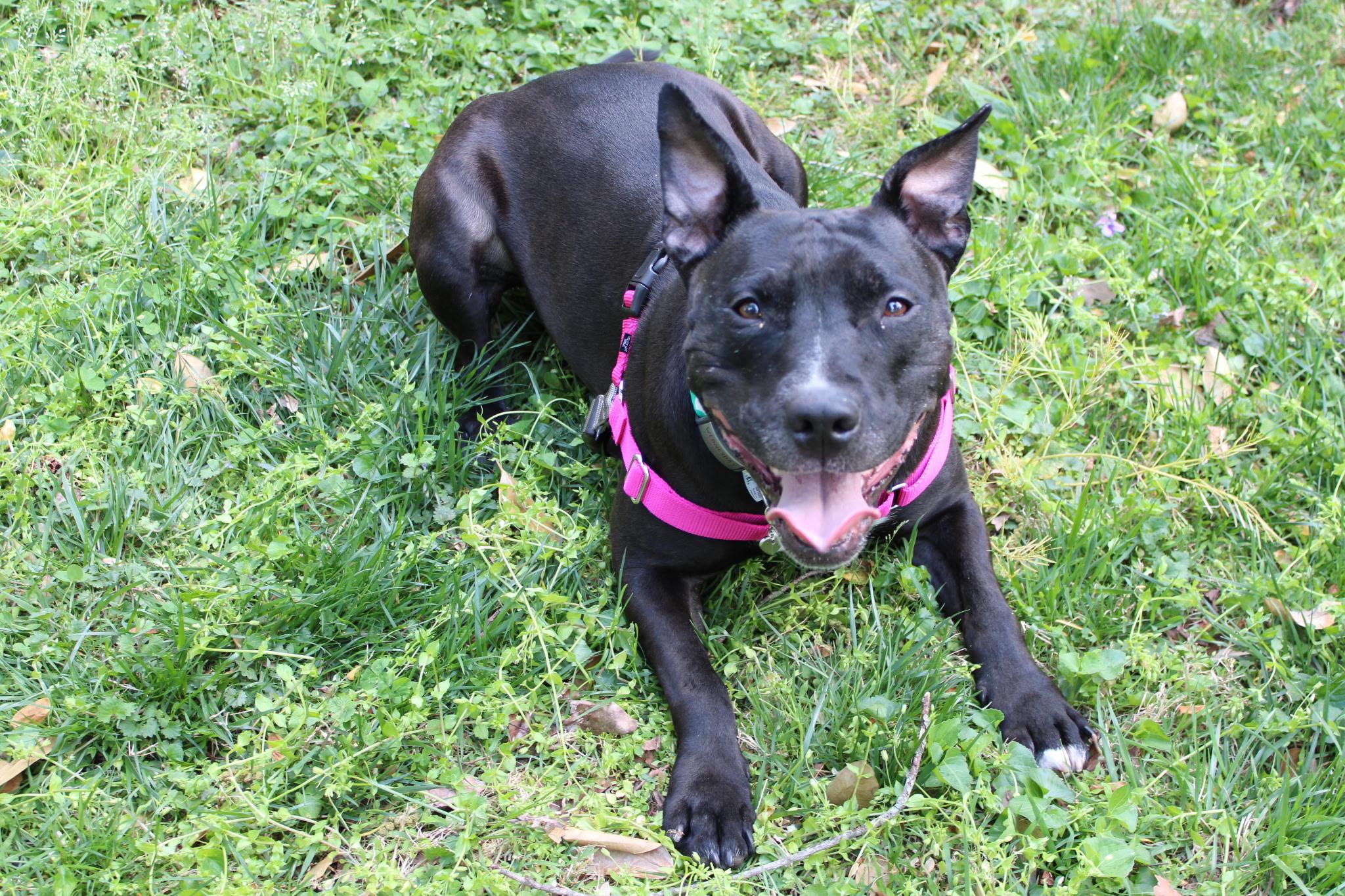 Wednesday , an adoptable mixed breed in Chesapeake Beach, MD image 1/6