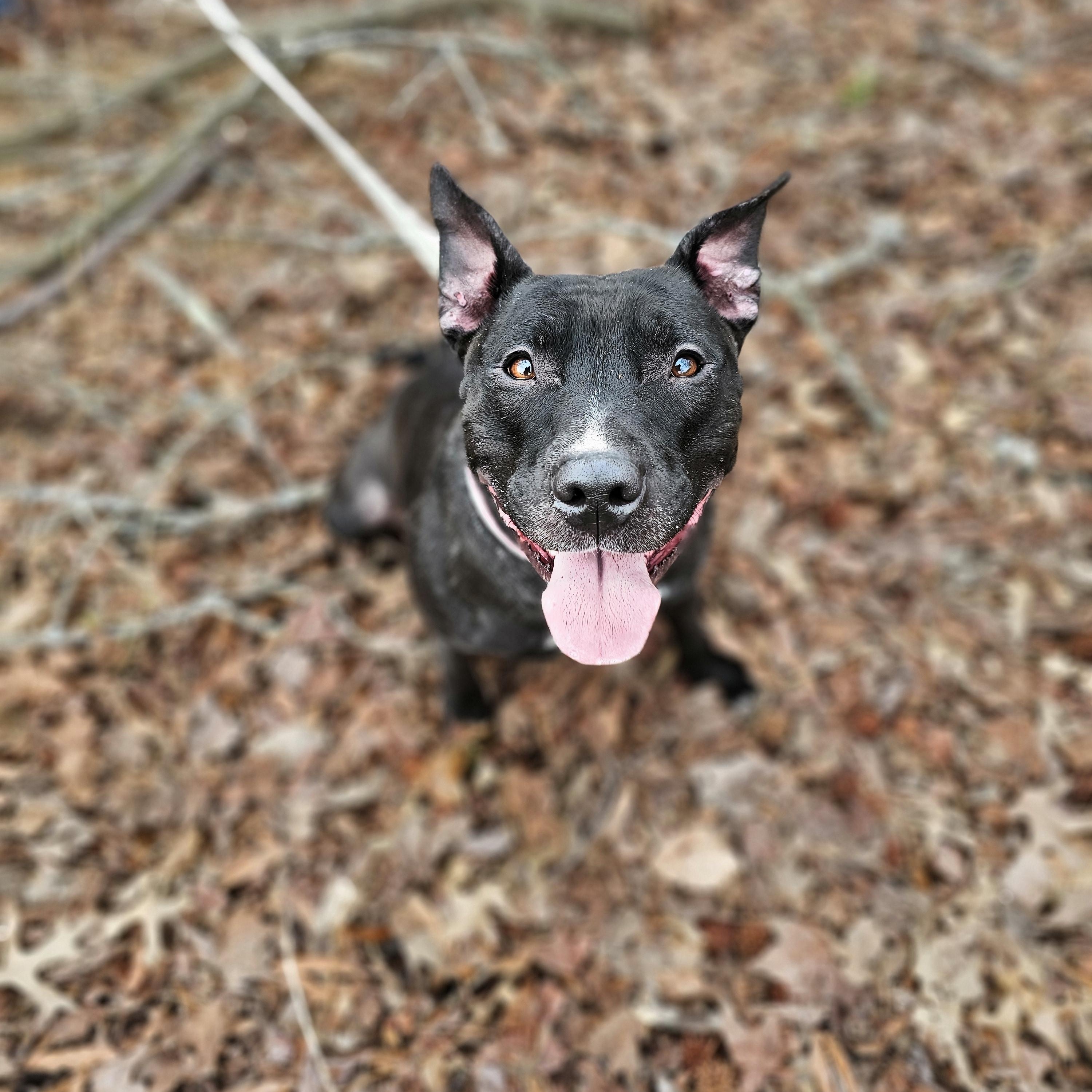 Enlarge Wednesday , an adoptable mixed breed in Chesapeake Beach, MD image 2/5
