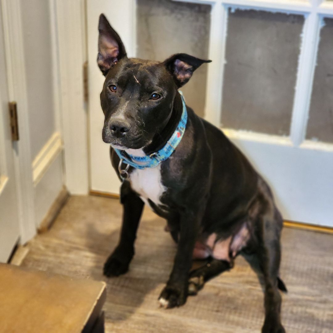 Wednesday , an adoptable mixed breed in Chesapeake Beach, MD image 5/10
