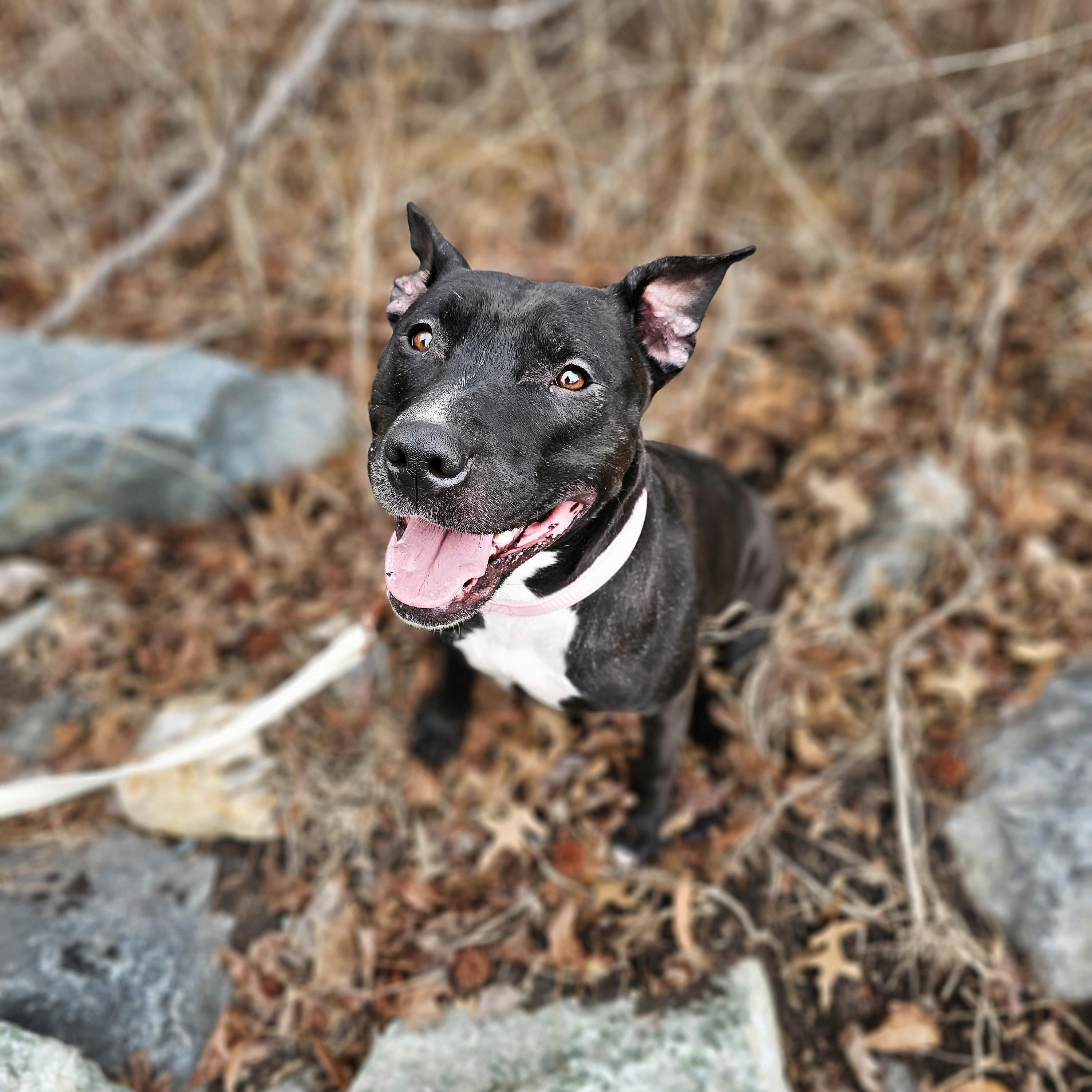 Enlarge Wednesday , an adoptable mixed breed in Chesapeake Beach, MD image 4/5