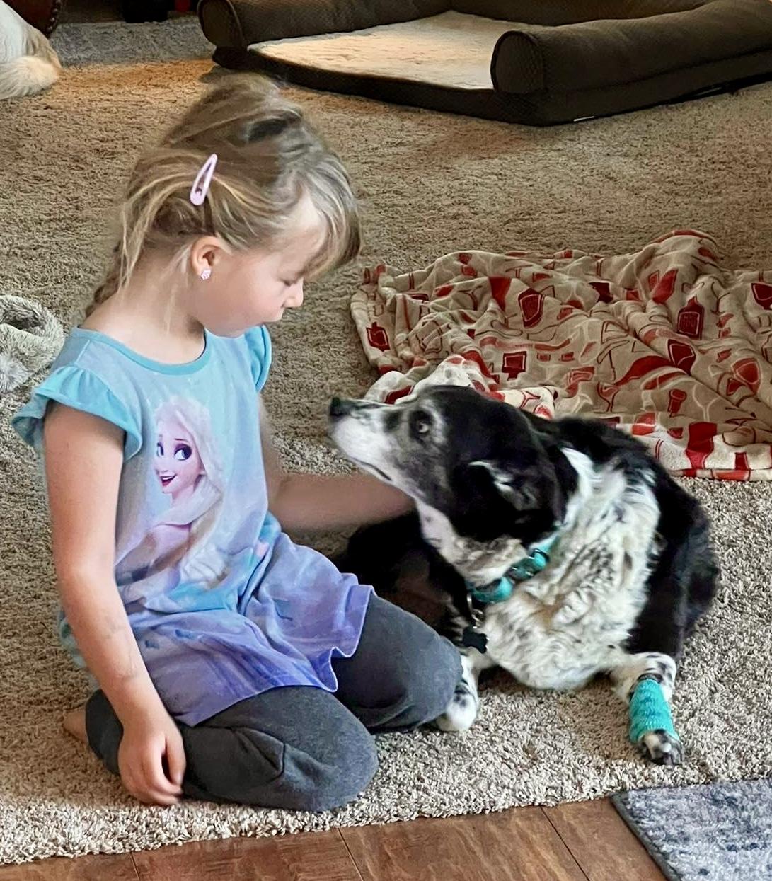 Enlarge Ginger in Colorado, a Adoptable mixed breed in Boulder, CO image 5/6