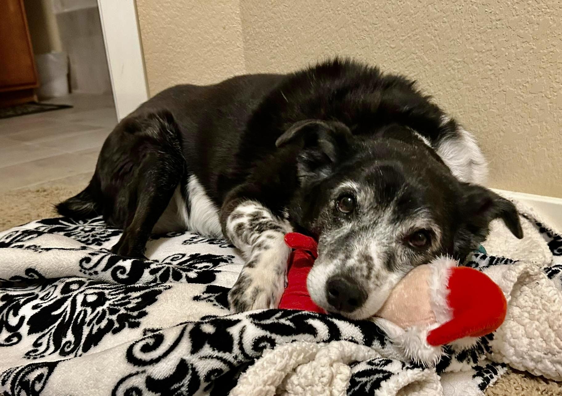Enlarge Ginger in Colorado, a Adoptable mixed breed in Boulder, CO image 3/6