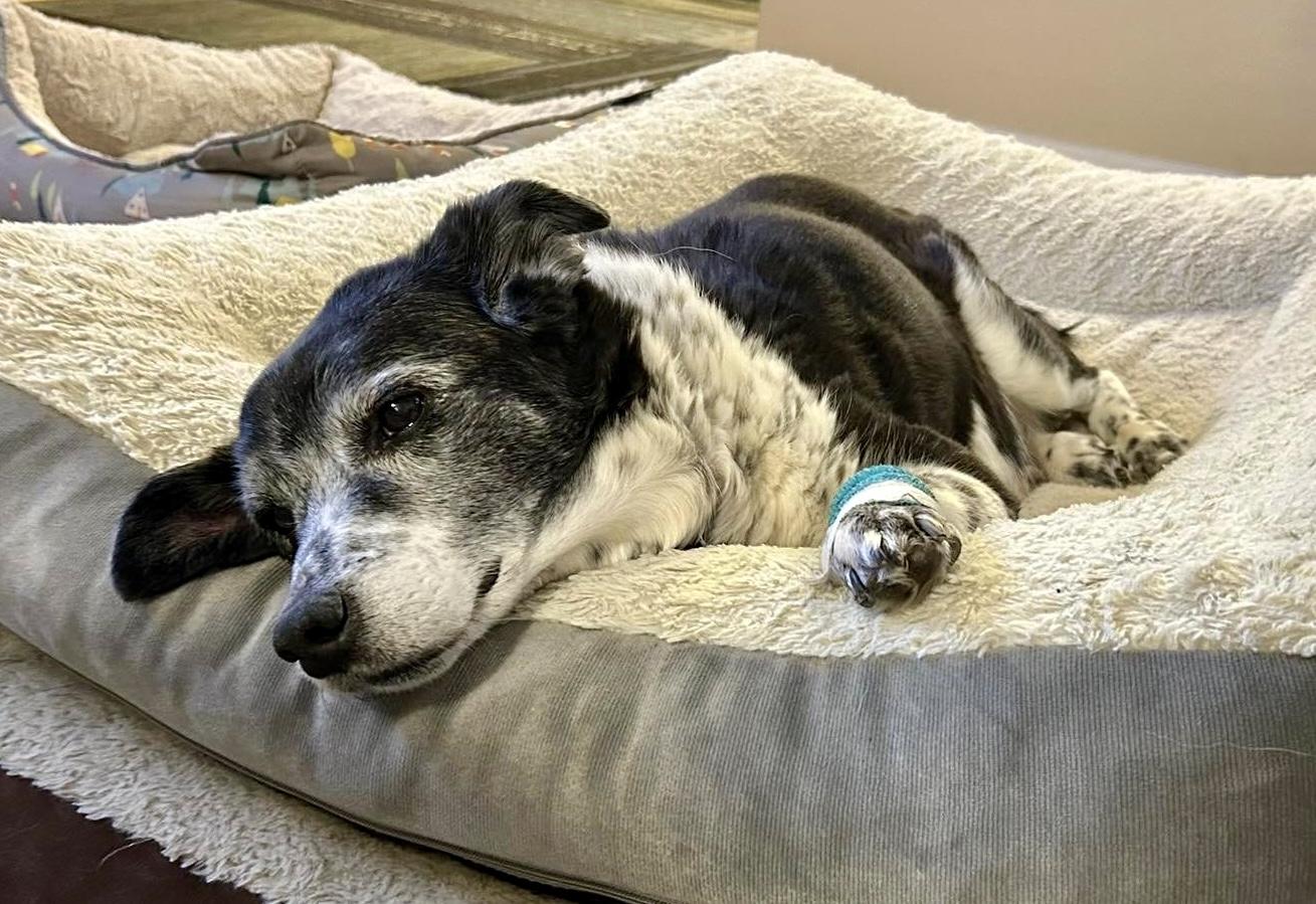 Ginger In Colorado thumbnail 6