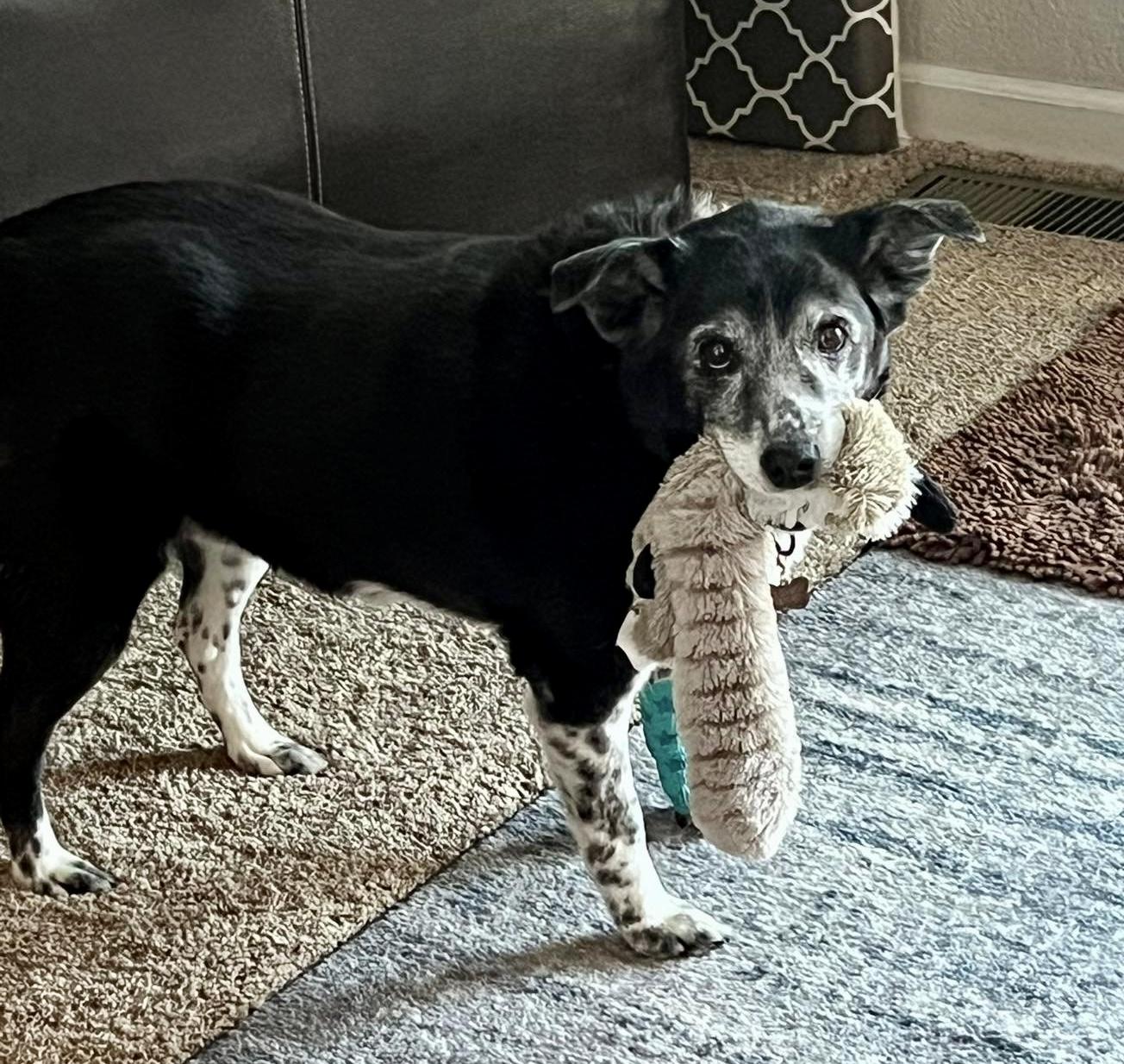 Ginger In Colorado thumbnail 4