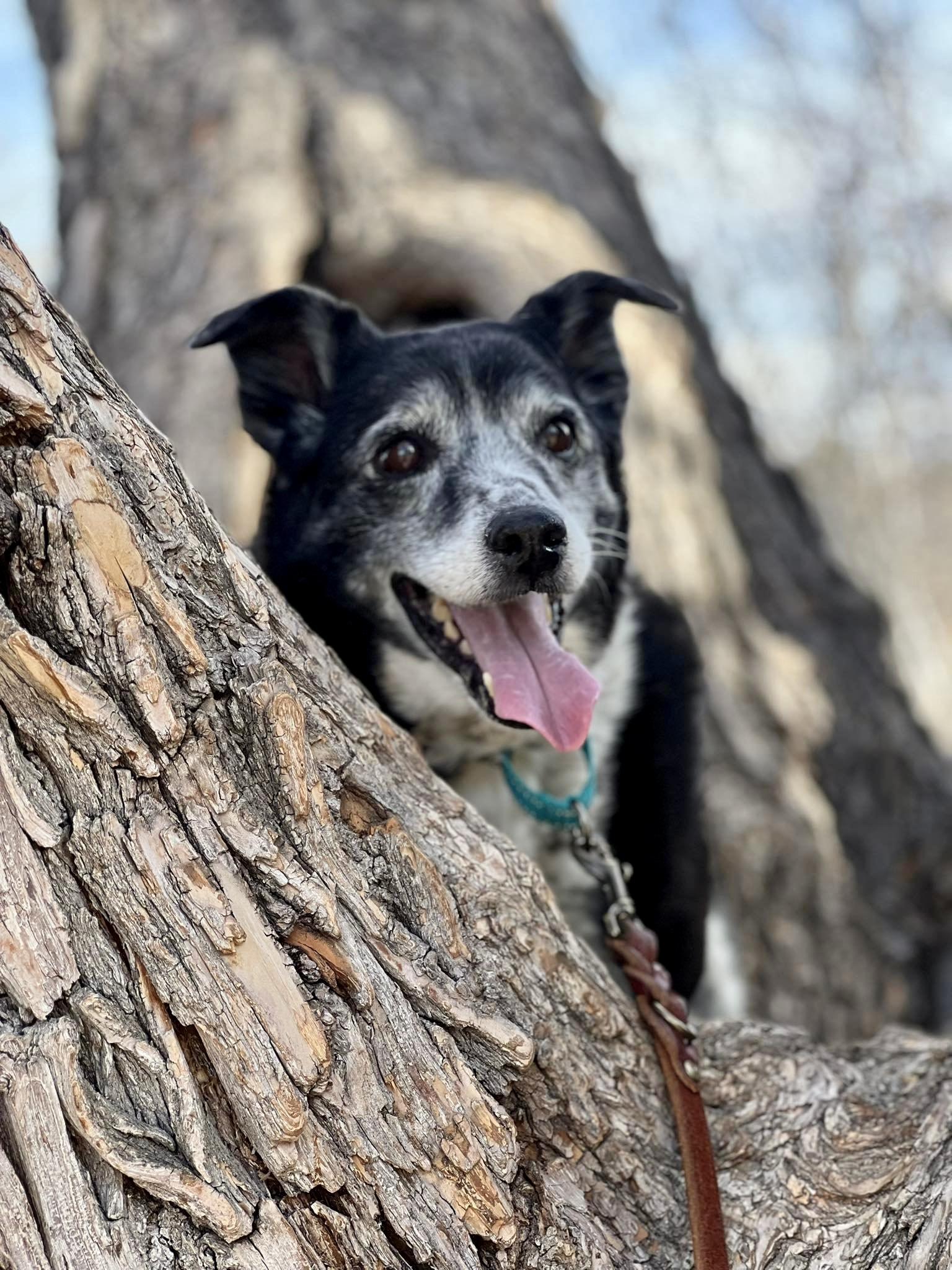Ginger in Colorado