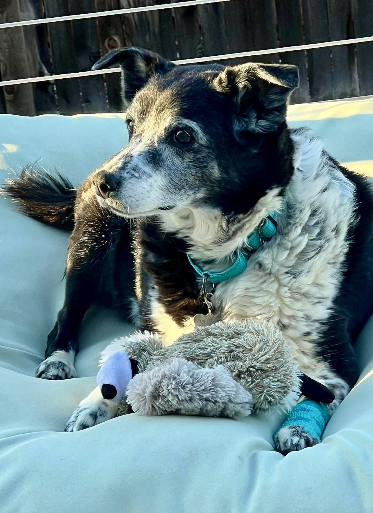 Enlarge Ginger in Colorado, a Adoptable mixed breed in Boulder, CO image 2/6