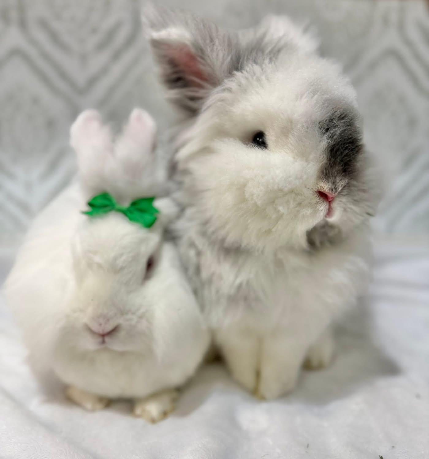 Yogurt and Gogurt, a ADOPTABLE Lionhead in St. Charles, MO image 2/4