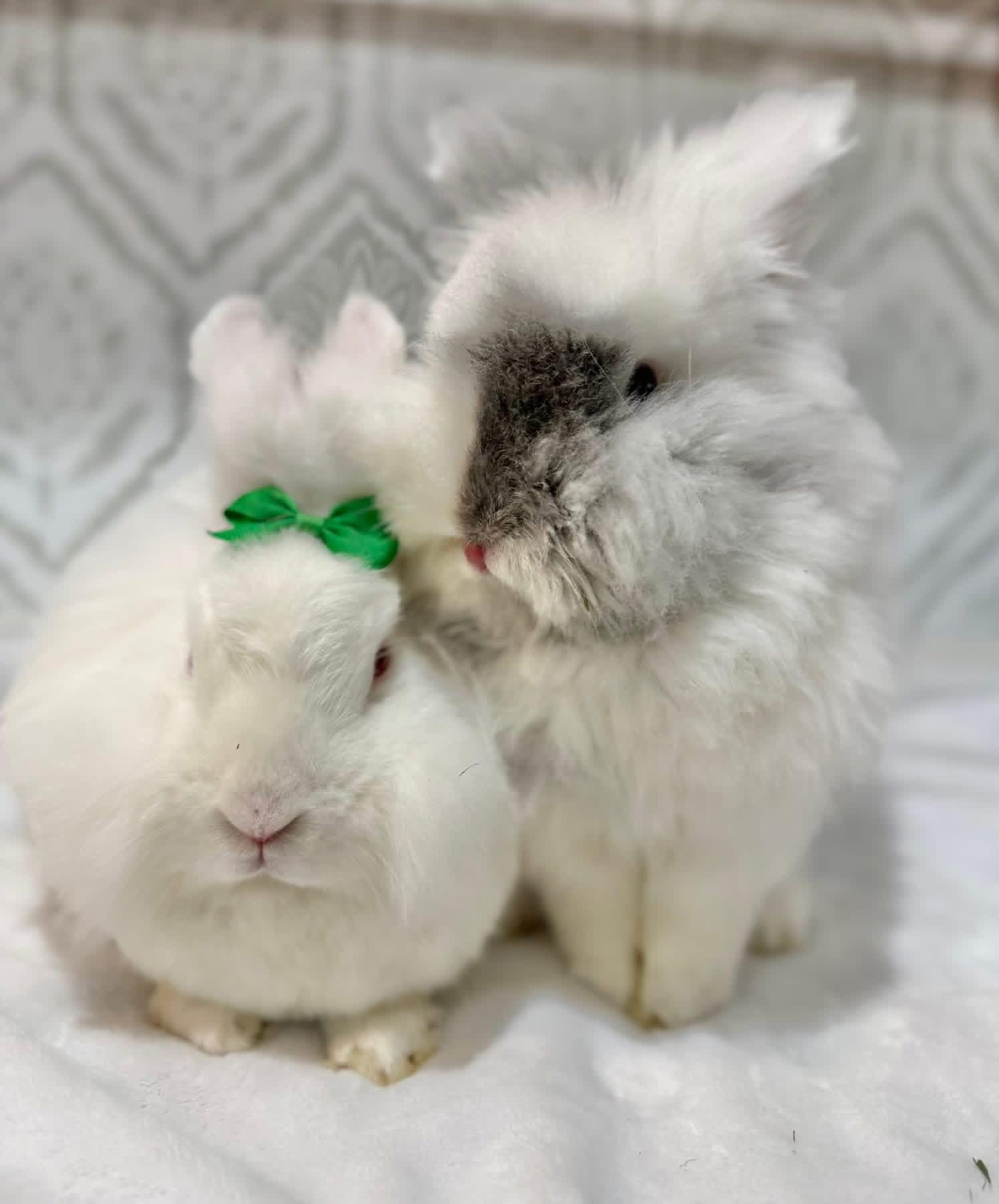 Yogurt and Gogurt, a ADOPTABLE Lionhead in St. Charles, MO image 4/4