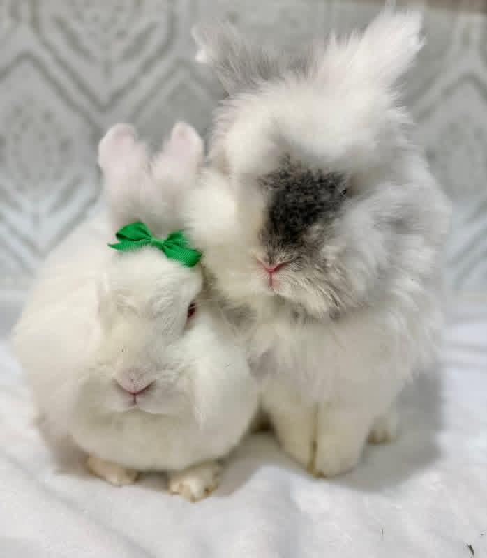 Yogurt and Gogurt, a ADOPTABLE Lionhead in St. Charles, MO image 3/4