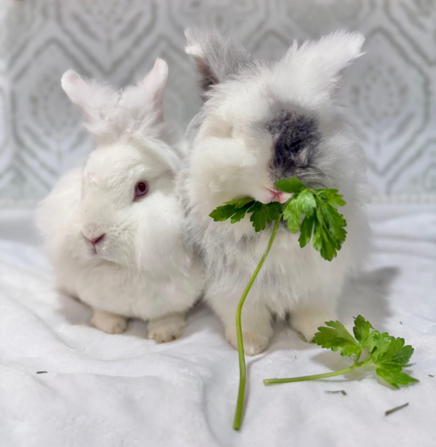 Yogurt and Gogurt, ADOPTABLE, Adult Female Lionhead.