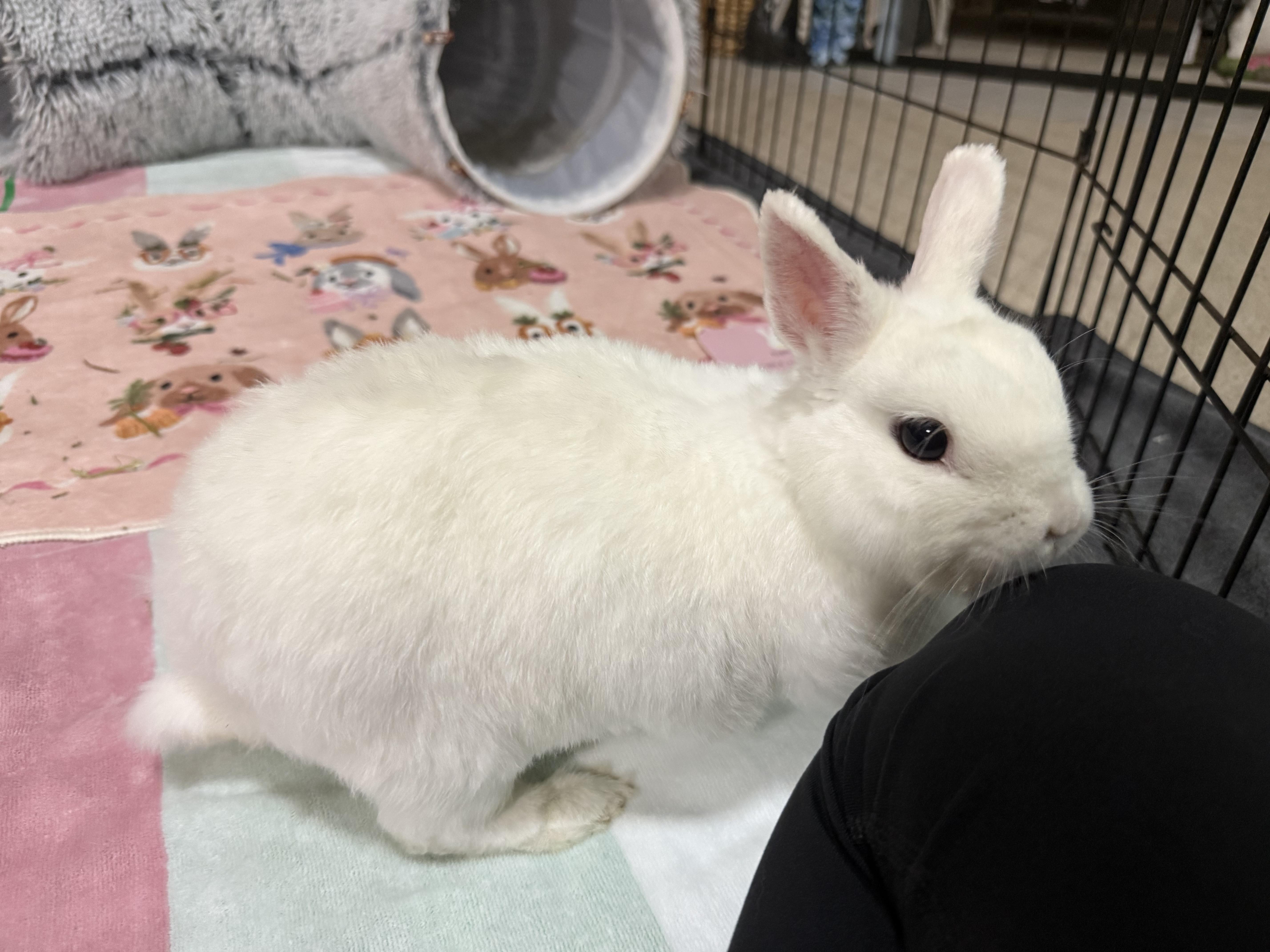 Tulip, ADOPTABLE, Senior Female Dwarf & Hotot.