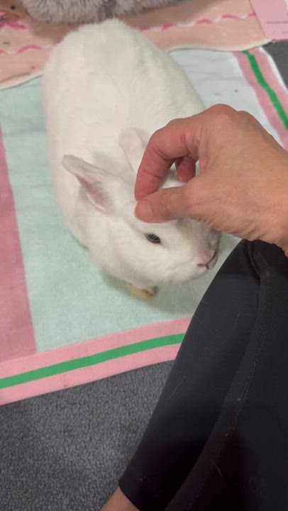 Enlarge Tulip, a ADOPTABLE mixed breed in Little Rock, AR video 2/6
