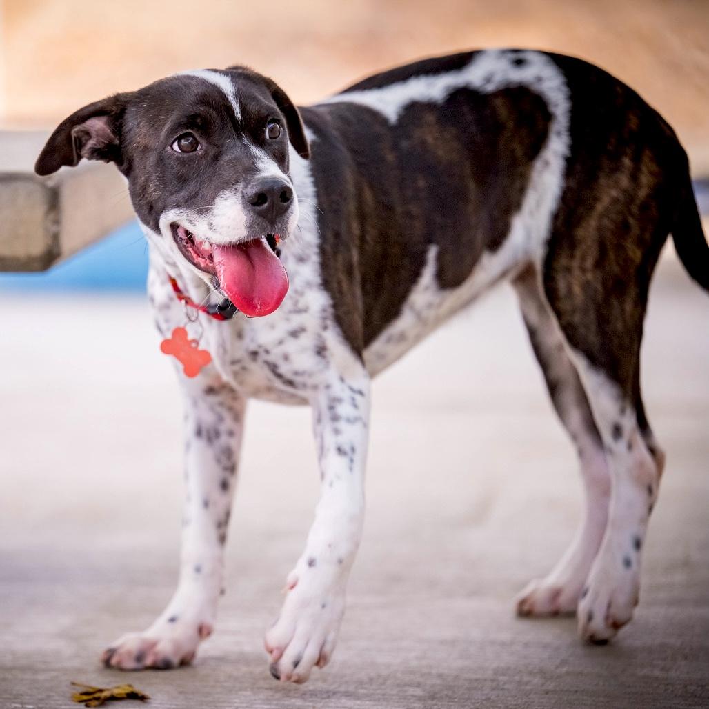 MOON, Adopted, Young Female Pit Bull Terrier & Cattle Dog.