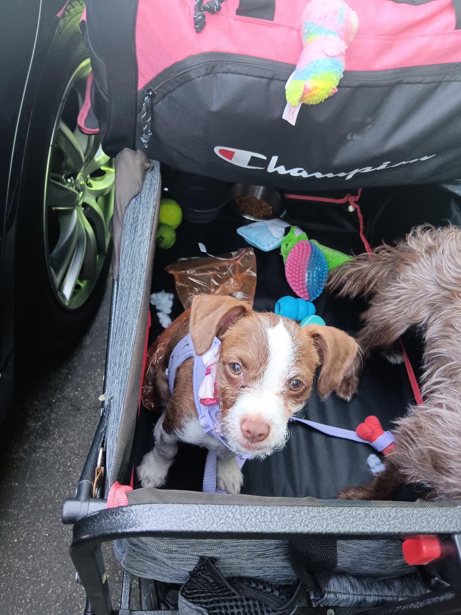 Cali -- available for adoption