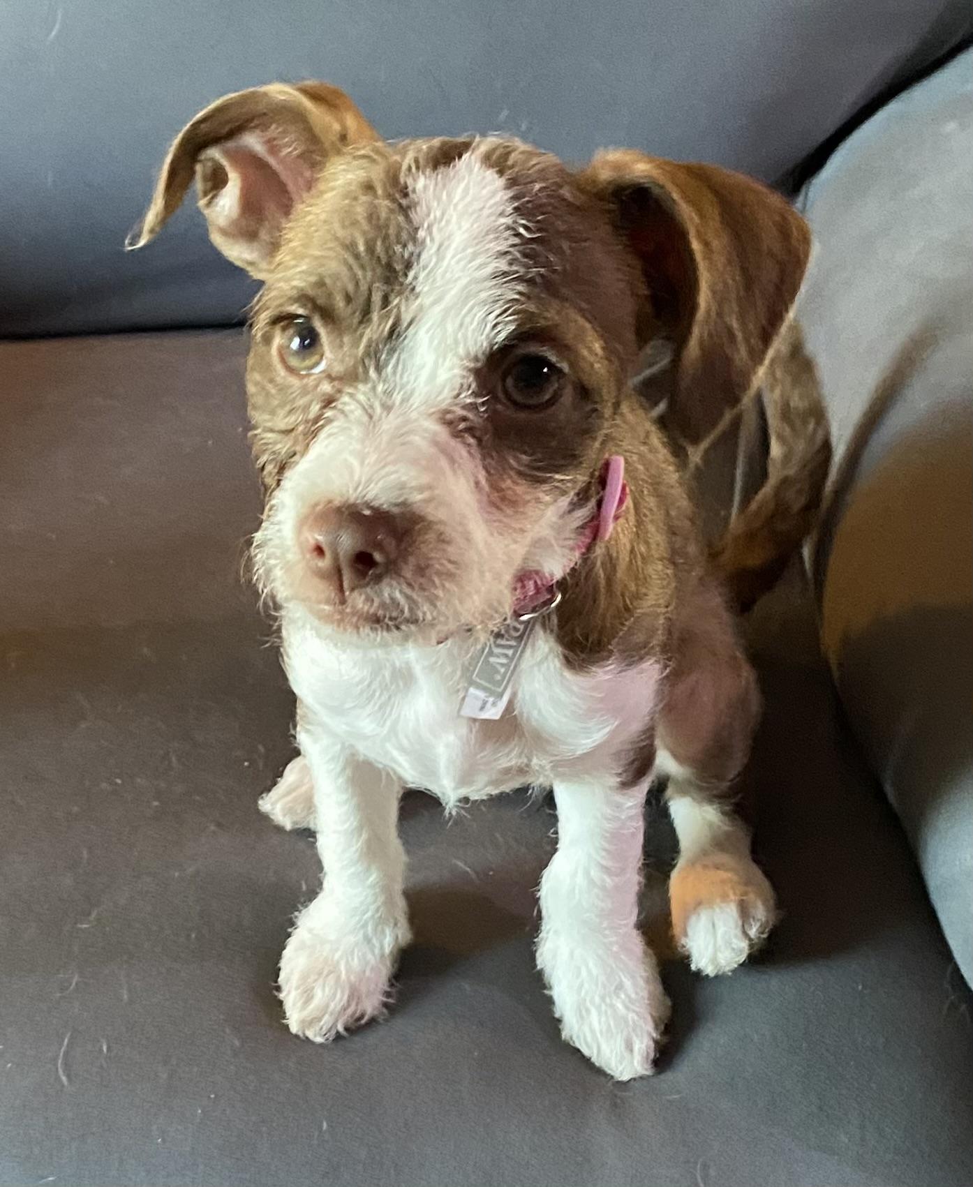 Cali -- available for adoption