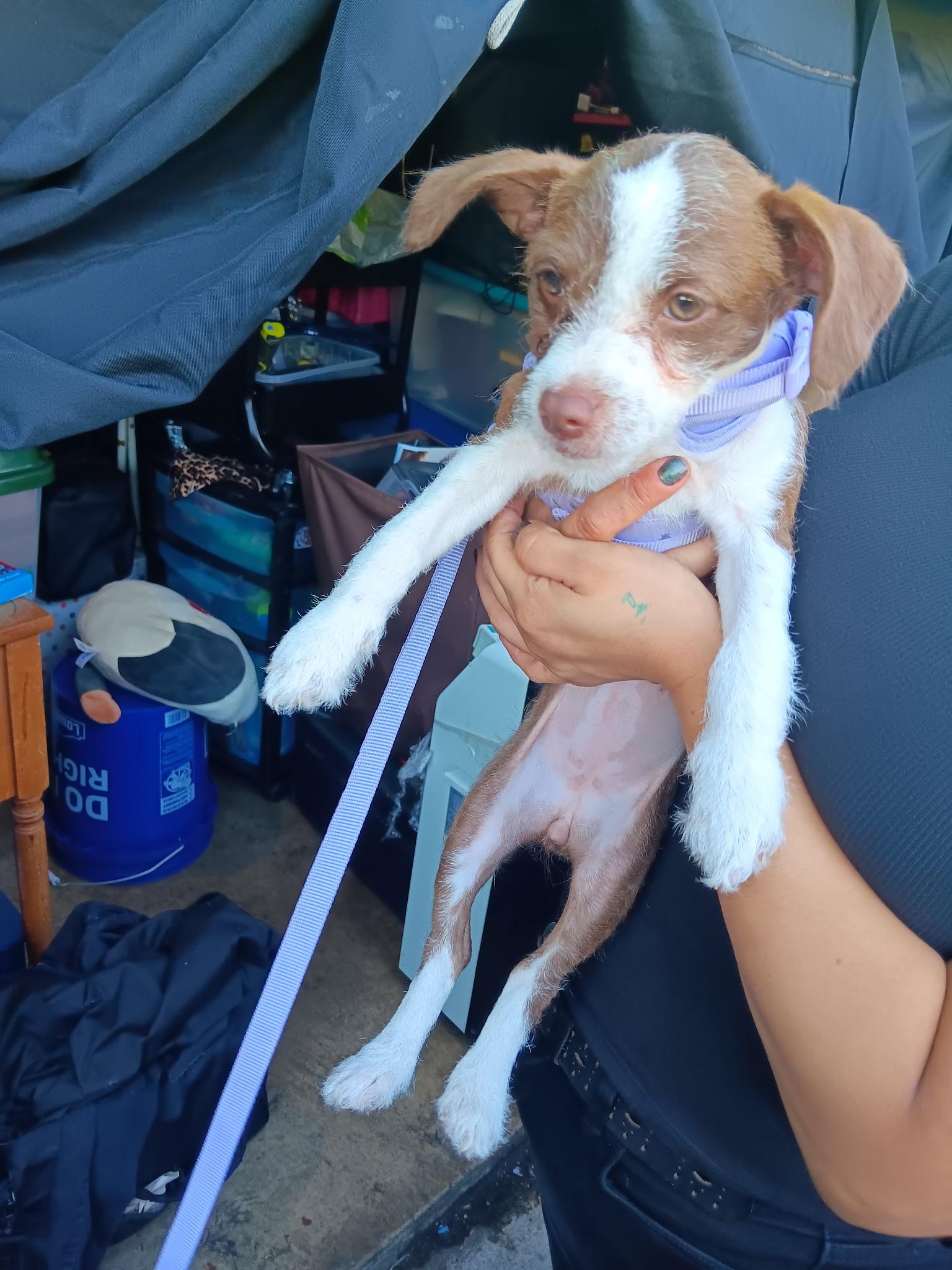 Cali -- available for adoption