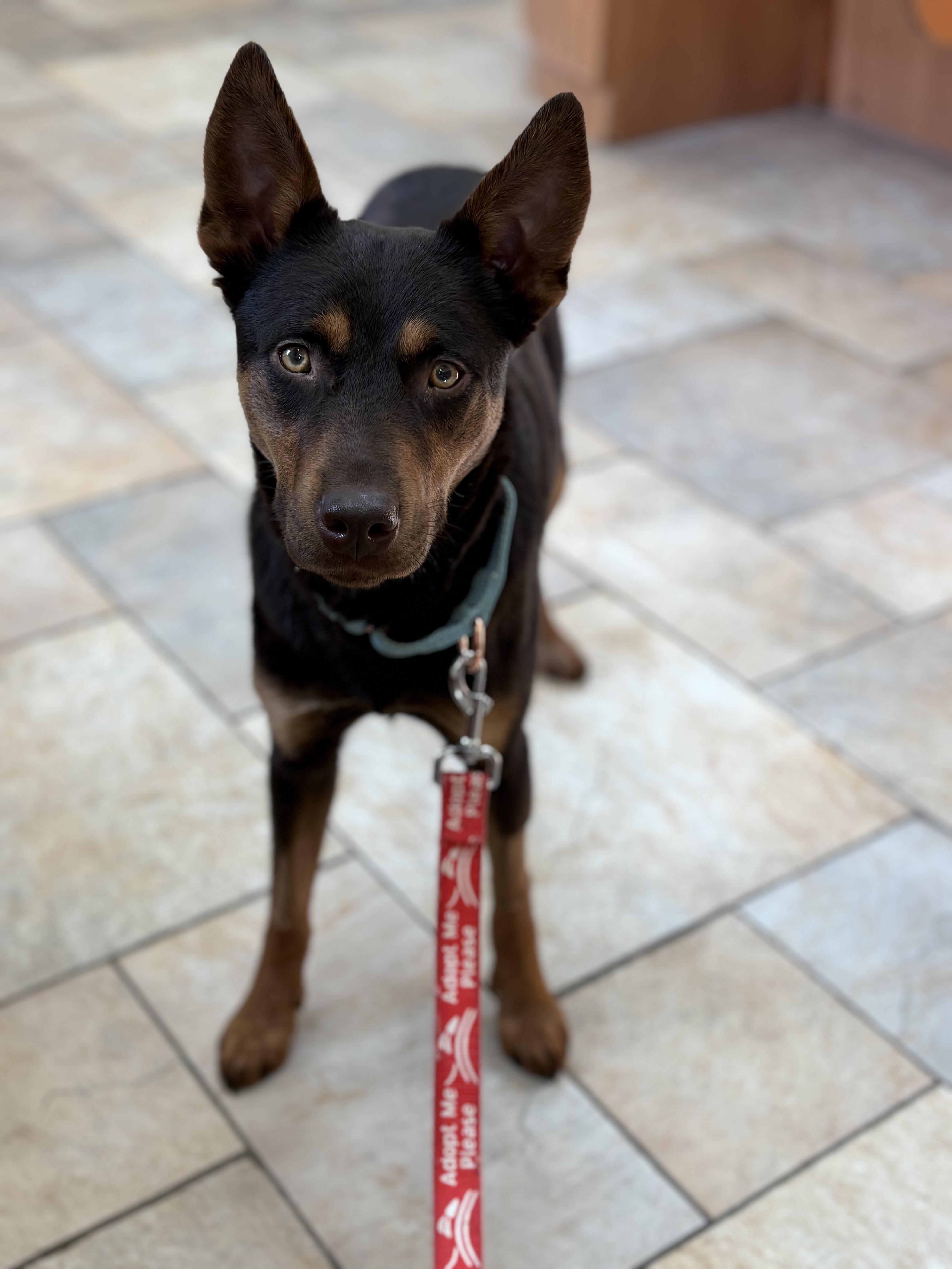 Enlarge Rogan Murphy, a ADOPTABLE mixed breed in Chelmsford, MA image 5/6