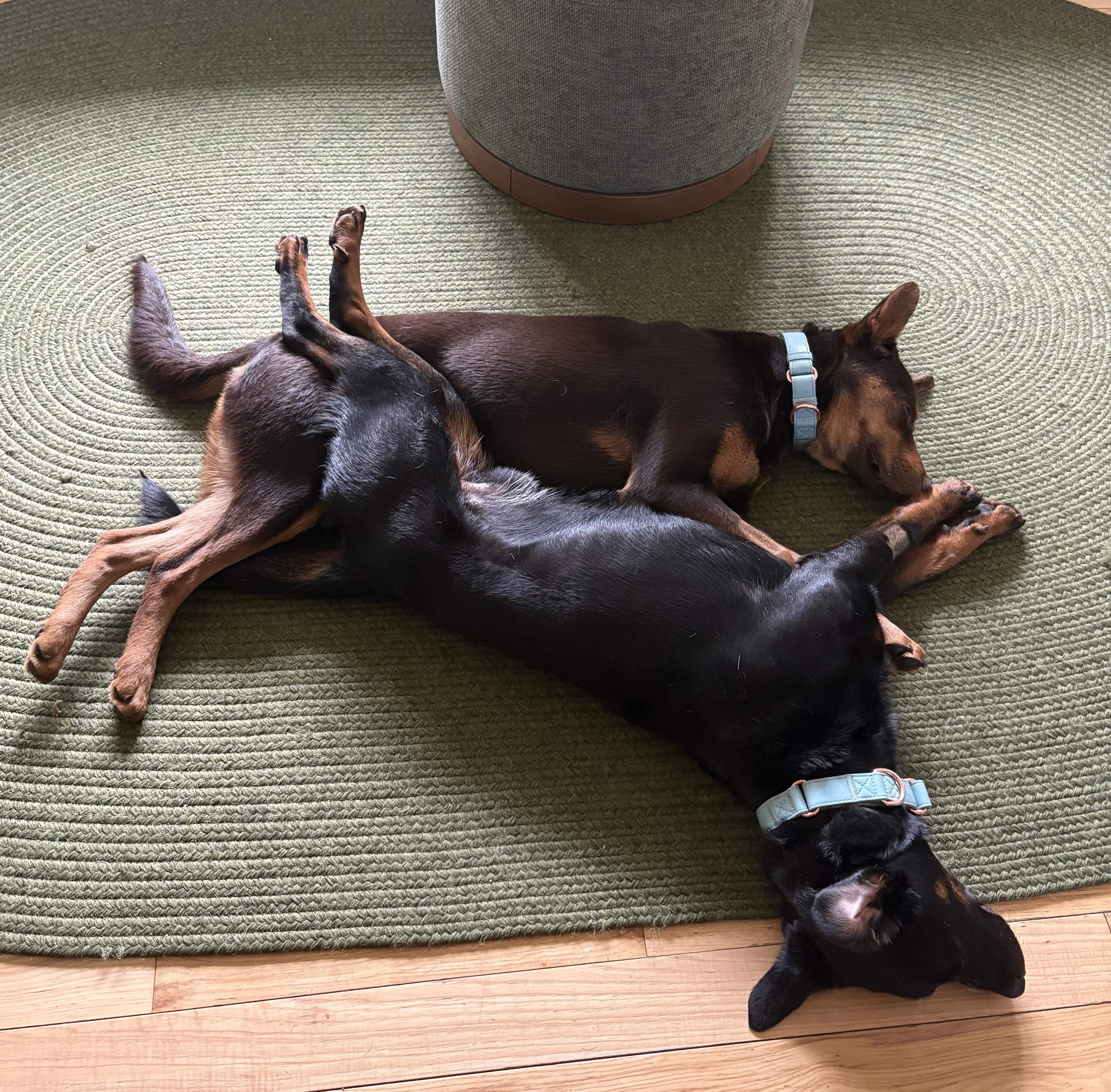 Enlarge Rogan Murphy, a ADOPTABLE mixed breed in Chelmsford, MA image 6/6
