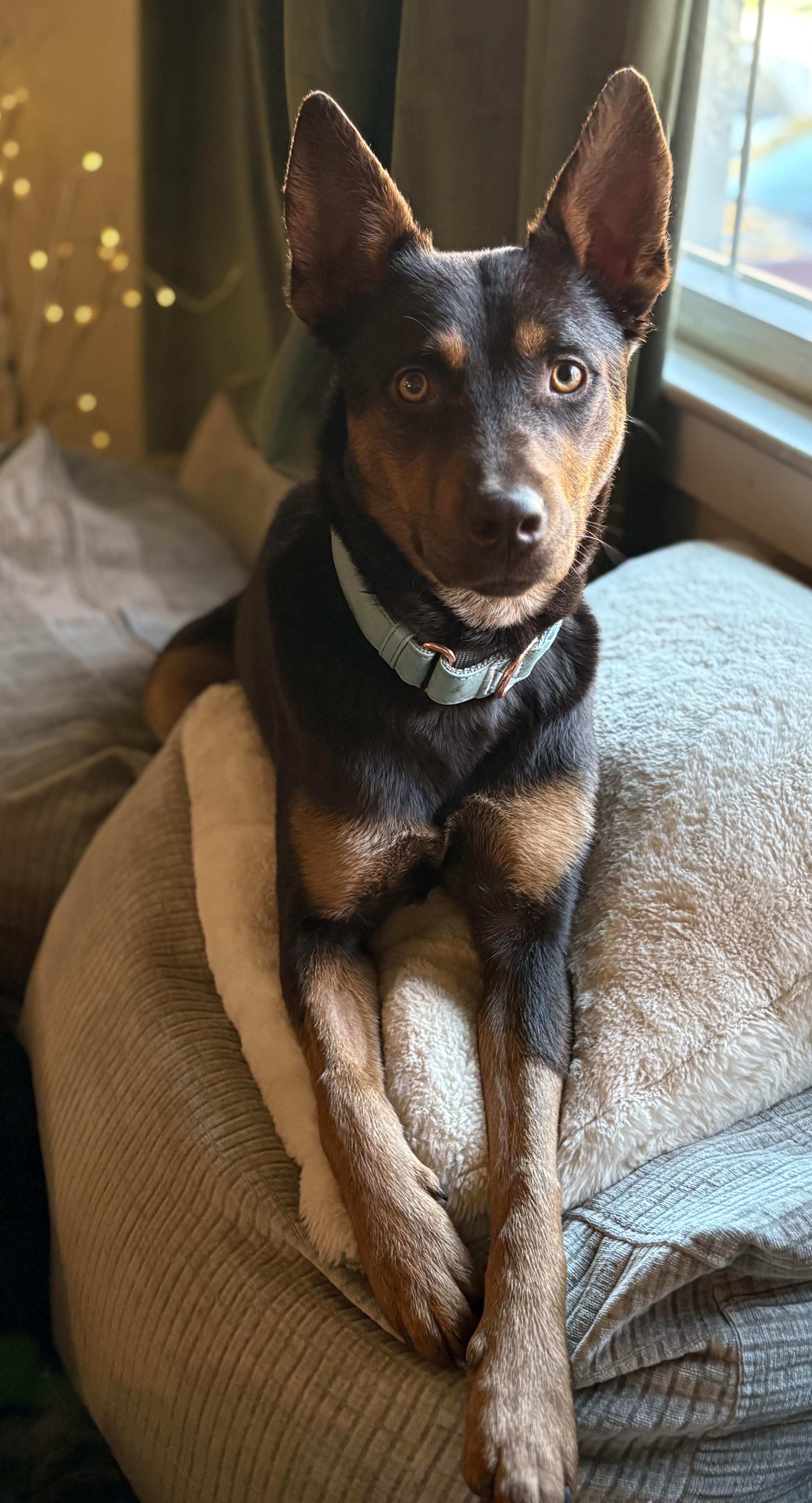 Ronan Murphy, ADOPTABLE, Young Male Mixed Breed.