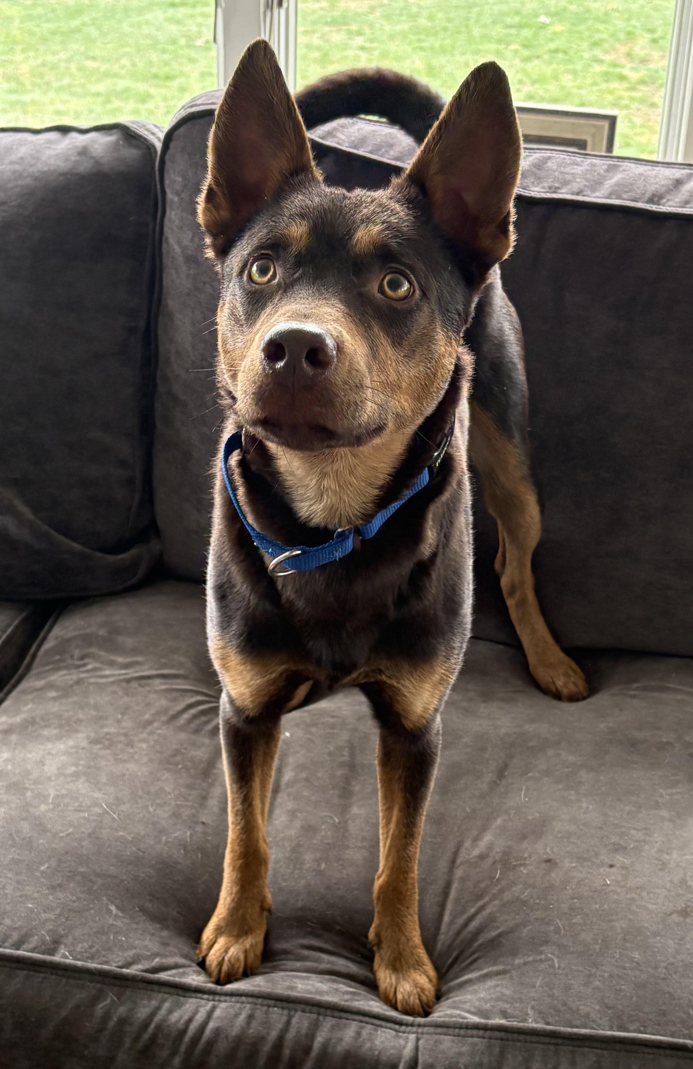 Enlarge Rogan Murphy, a ADOPTABLE mixed breed in Chelmsford, MA image 4/6
