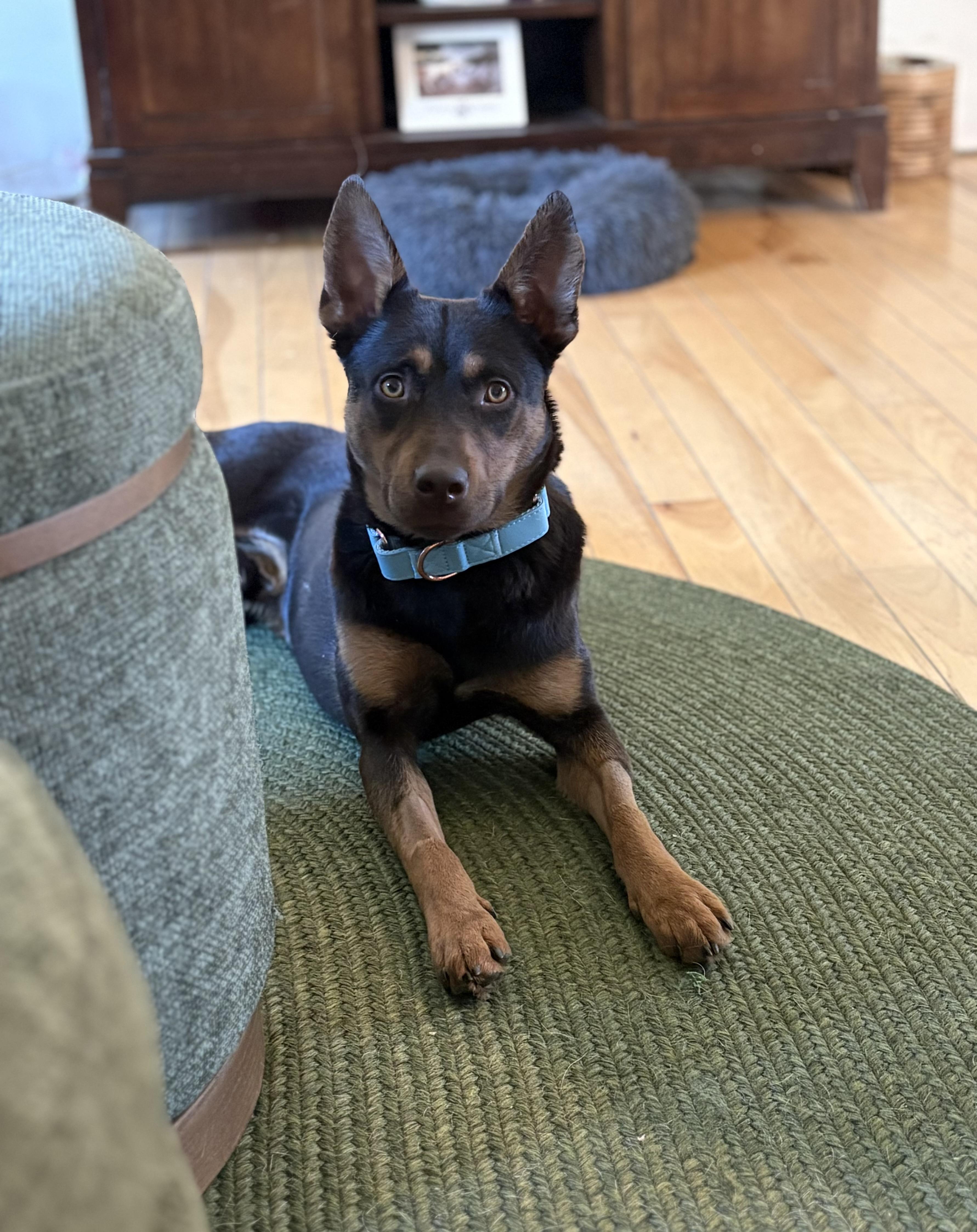 Enlarge Rogan Murphy, a ADOPTABLE mixed breed in Chelmsford, MA image 2/6