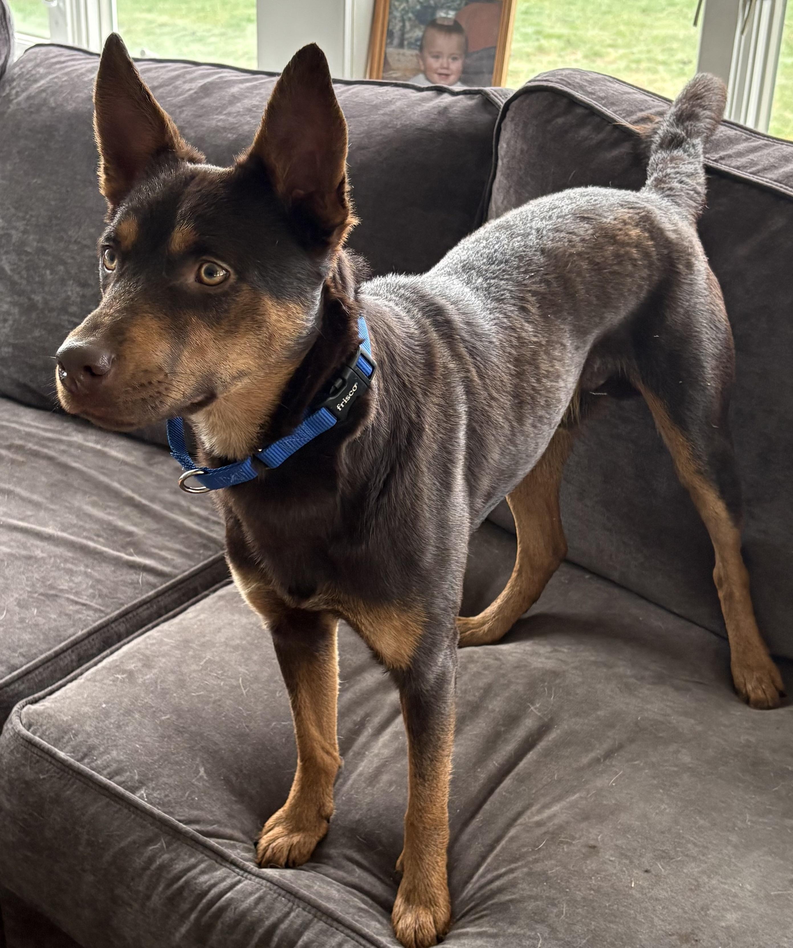 Enlarge Rogan Murphy, a ADOPTABLE mixed breed in Chelmsford, MA image 3/6