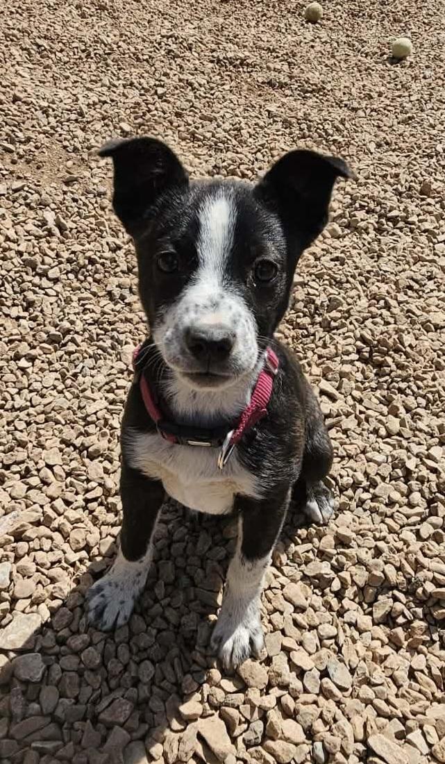 Eris, ADOPTABLE, Puppy Female Border Collie & Boston Terrier.