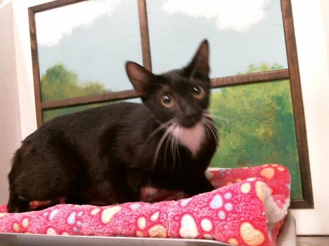 APPLE, Adoptable, Young Female Domestic Short Hair & Domestic Short Hair.