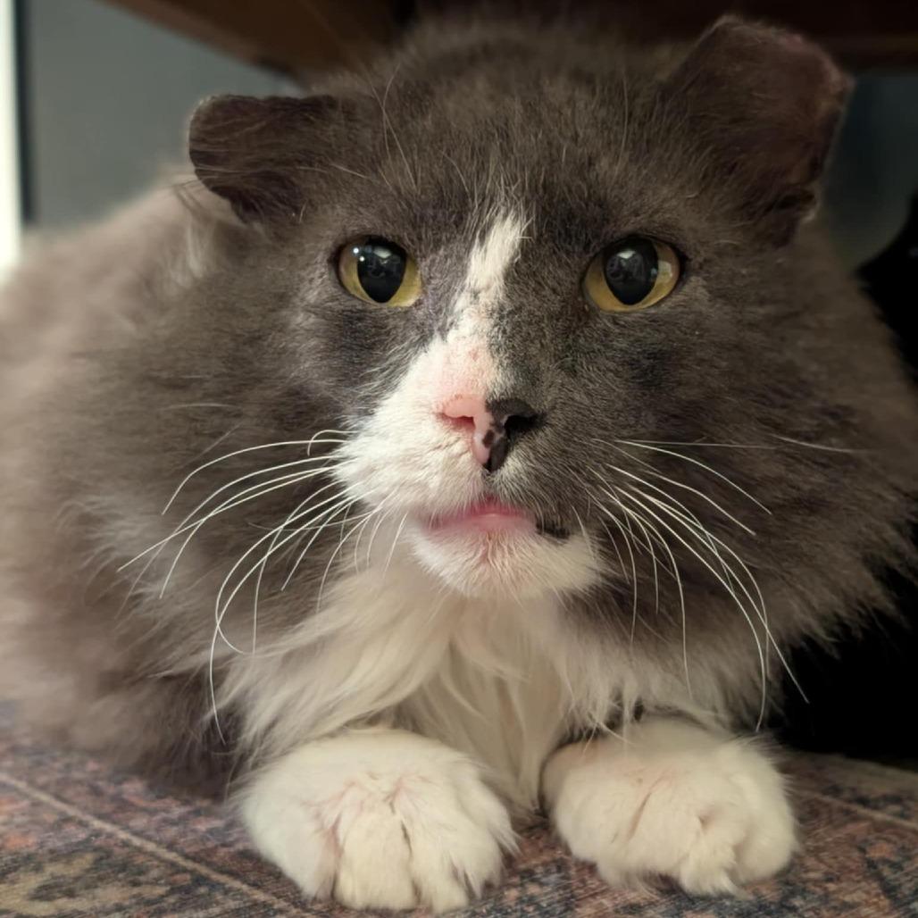 Seymour, Adoptable, Senior Male Domestic Short Hair.