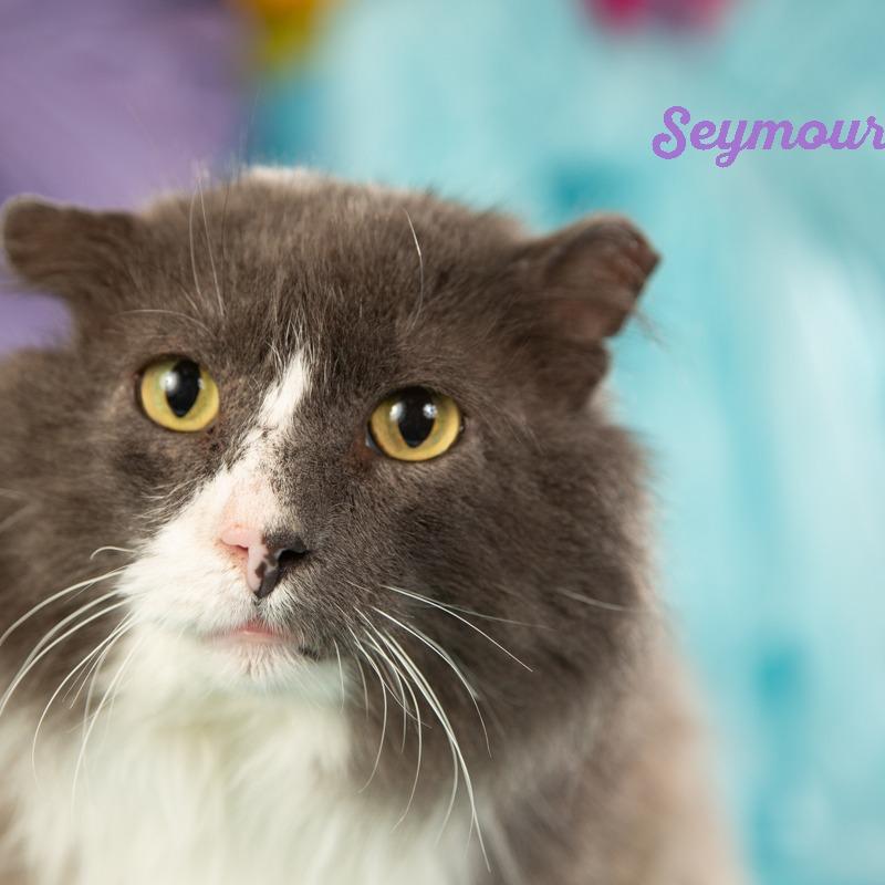 Enlarge Seymour, a Adoptable Domestic Short Hair in Springfield, MO image 2/3