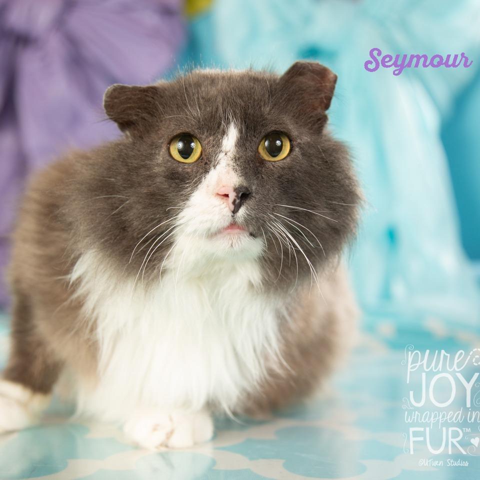 Enlarge Seymour, a Adoptable Domestic Short Hair in Springfield, MO image 3/3