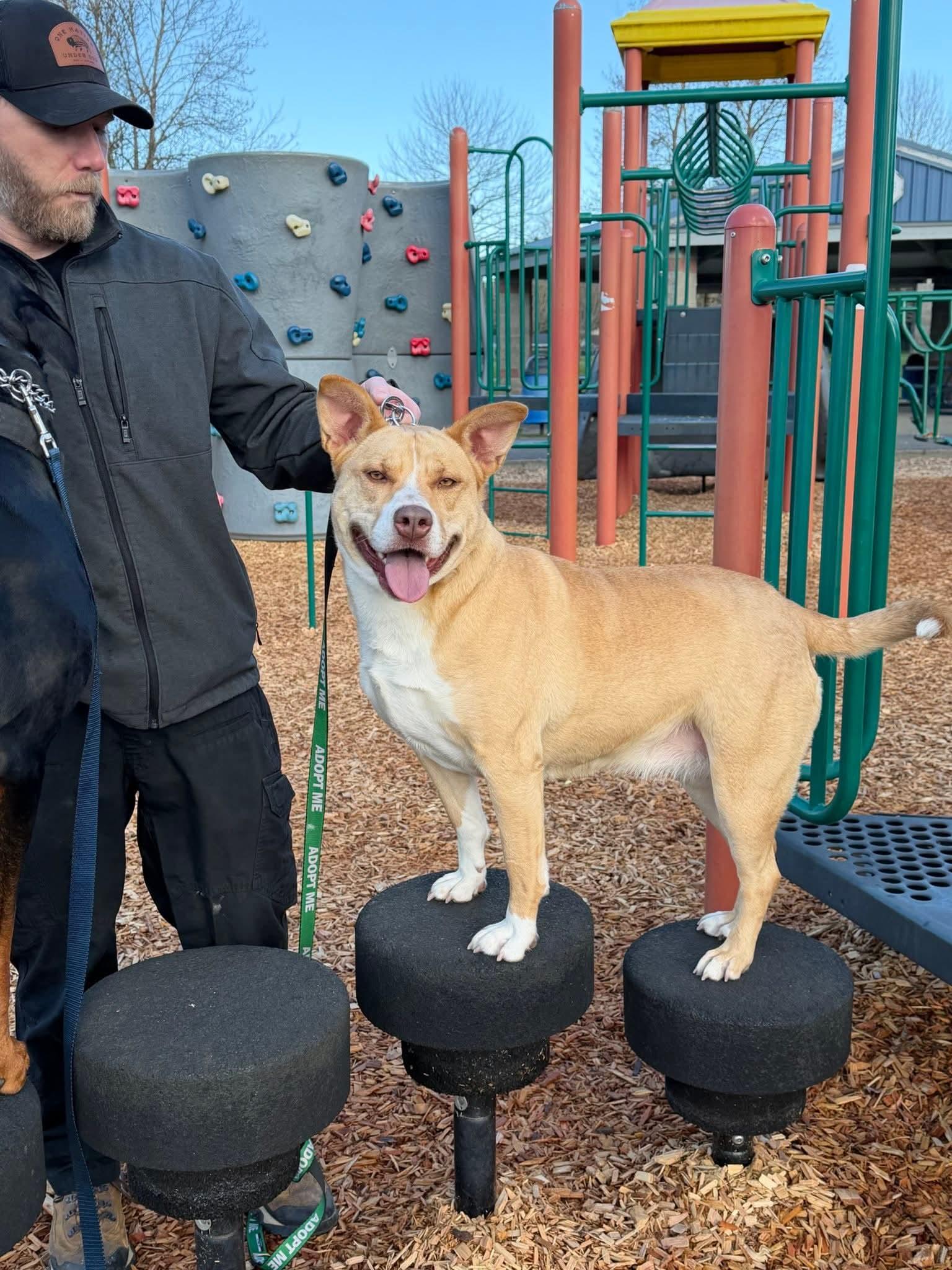 Enlarge Poppy, a Adoptable mixed breed in Olympia, WA image 3/4