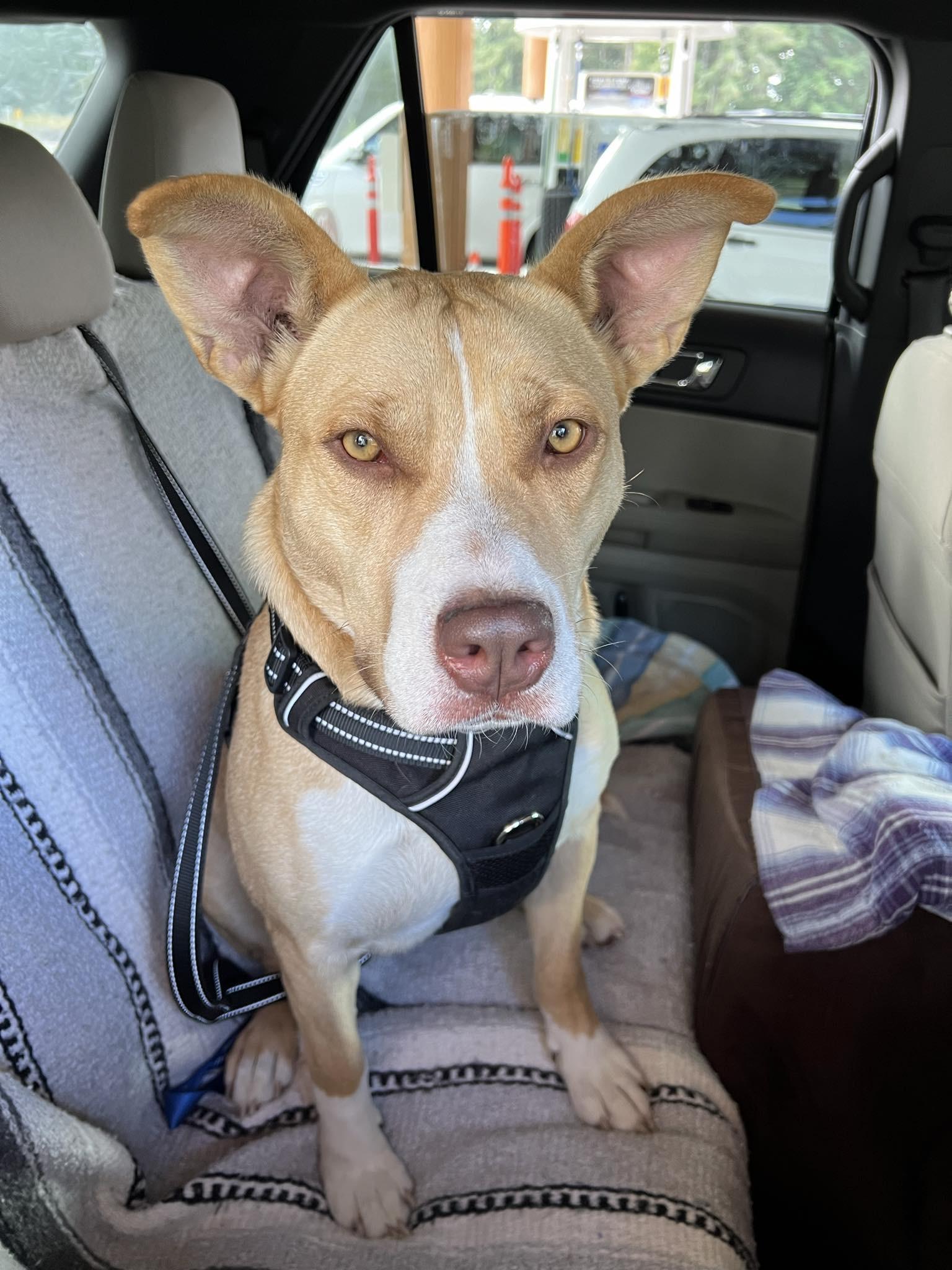 Poppy, a Adoptable mixed breed in Olympia, WA image 1/3