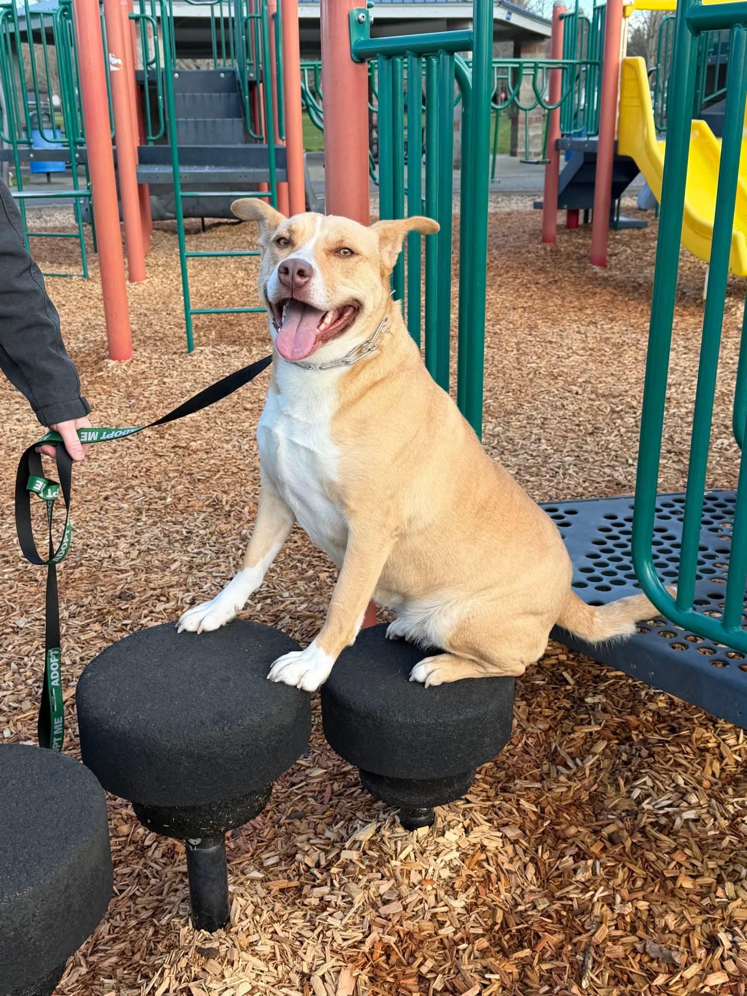 Enlarge Poppy, a Adoptable mixed breed in Olympia, WA image 2/4