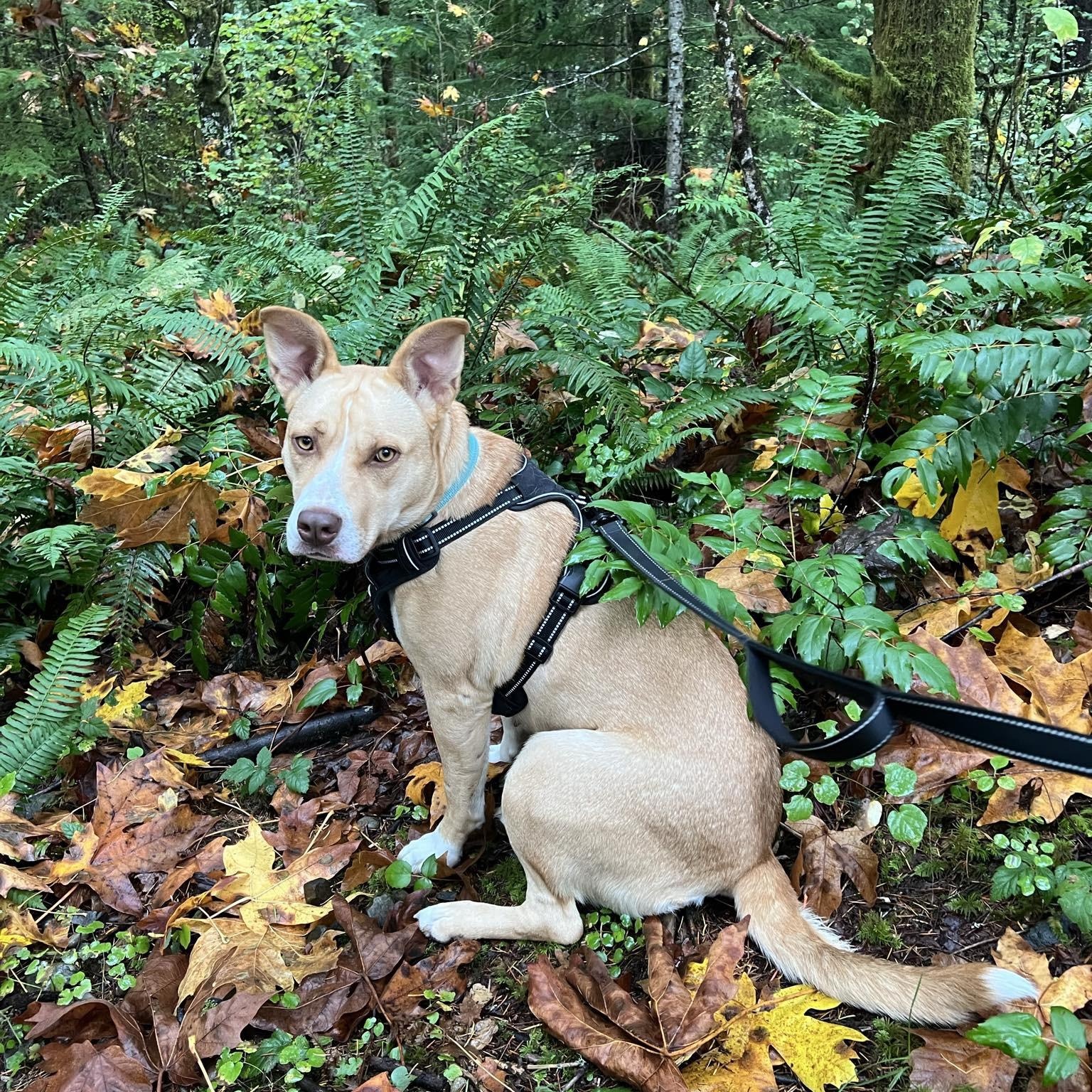 Poppy, a Adoptable mixed breed in Olympia, WA image 2/3