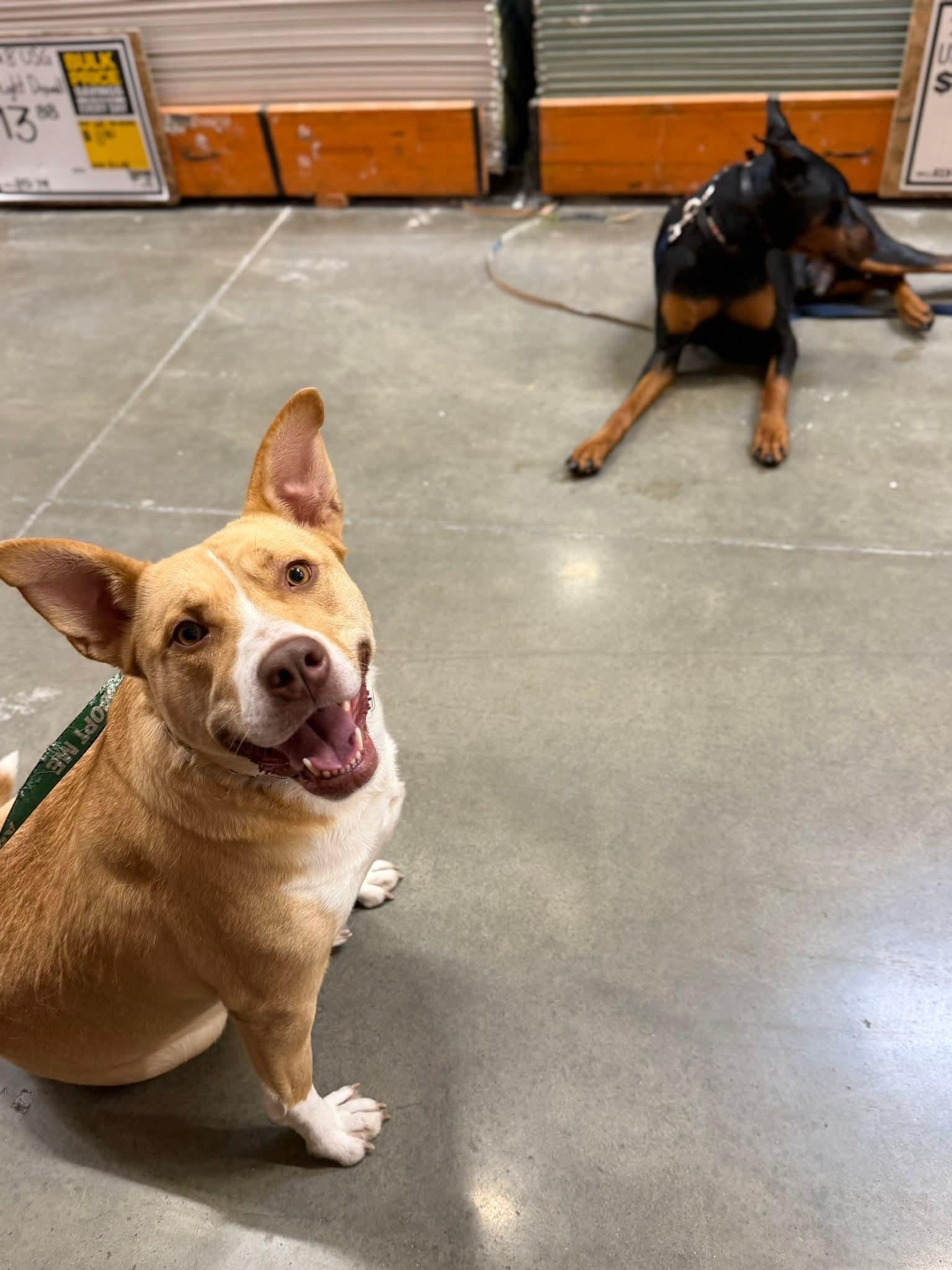 Enlarge Poppy, a Adoptable mixed breed in Olympia, WA image 4/4
