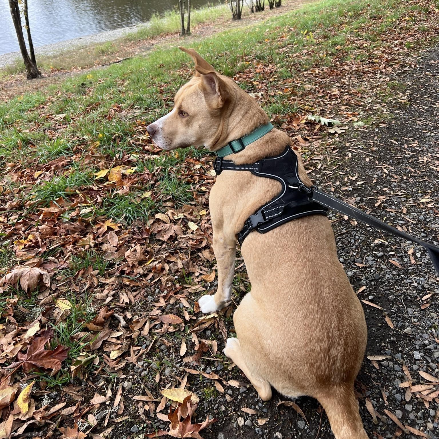 Poppy, a Adoptable mixed breed in Olympia, WA image 3/3