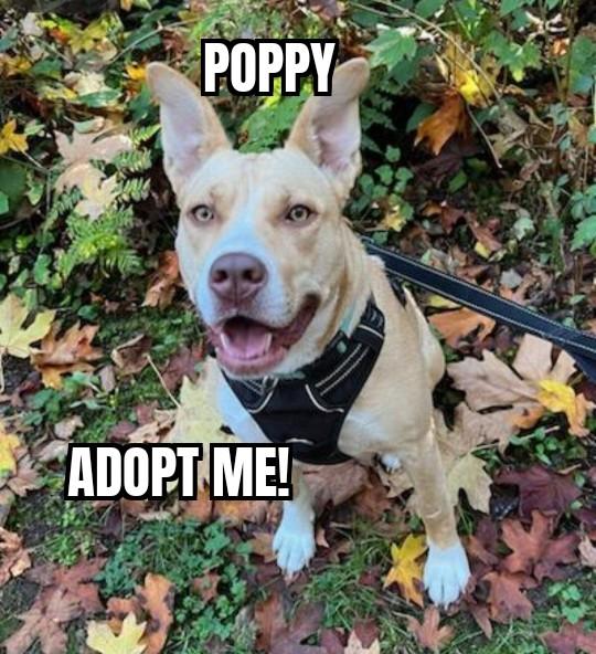 Enlarge Poppy, a Adoptable mixed breed in Olympia, WA image 1/4
