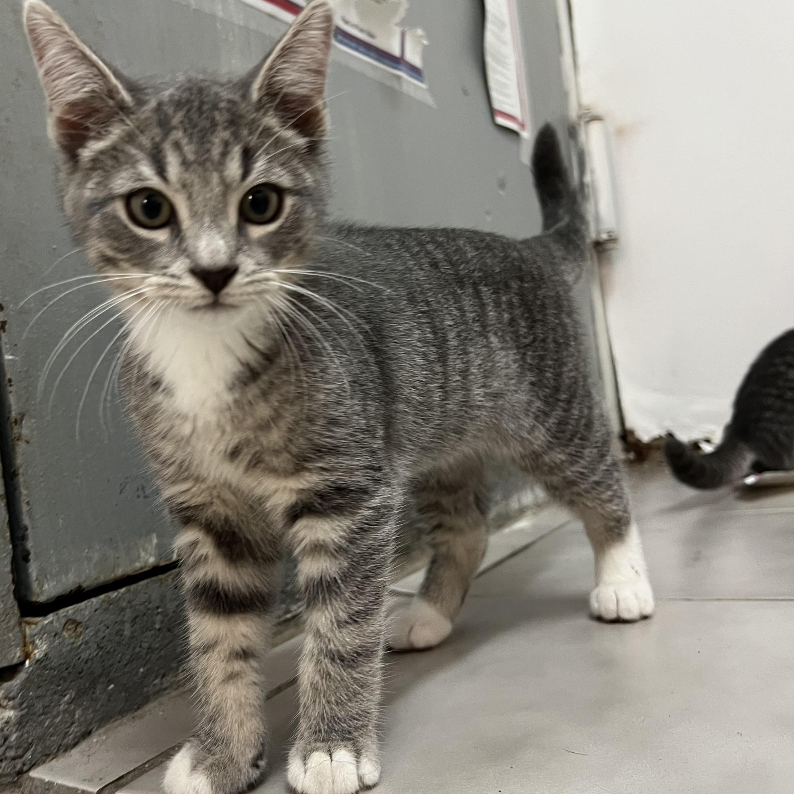 Sprinkle, a Adopted Domestic Short Hair in astoria, NY image 2/4