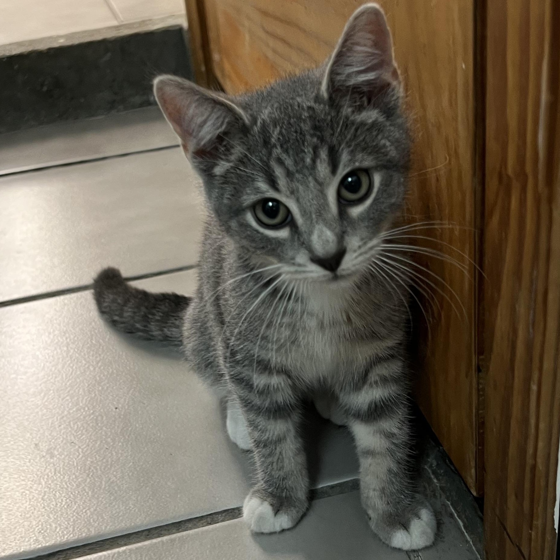 Sprinkle, a Adopted Domestic Short Hair in astoria, NY image 1/4