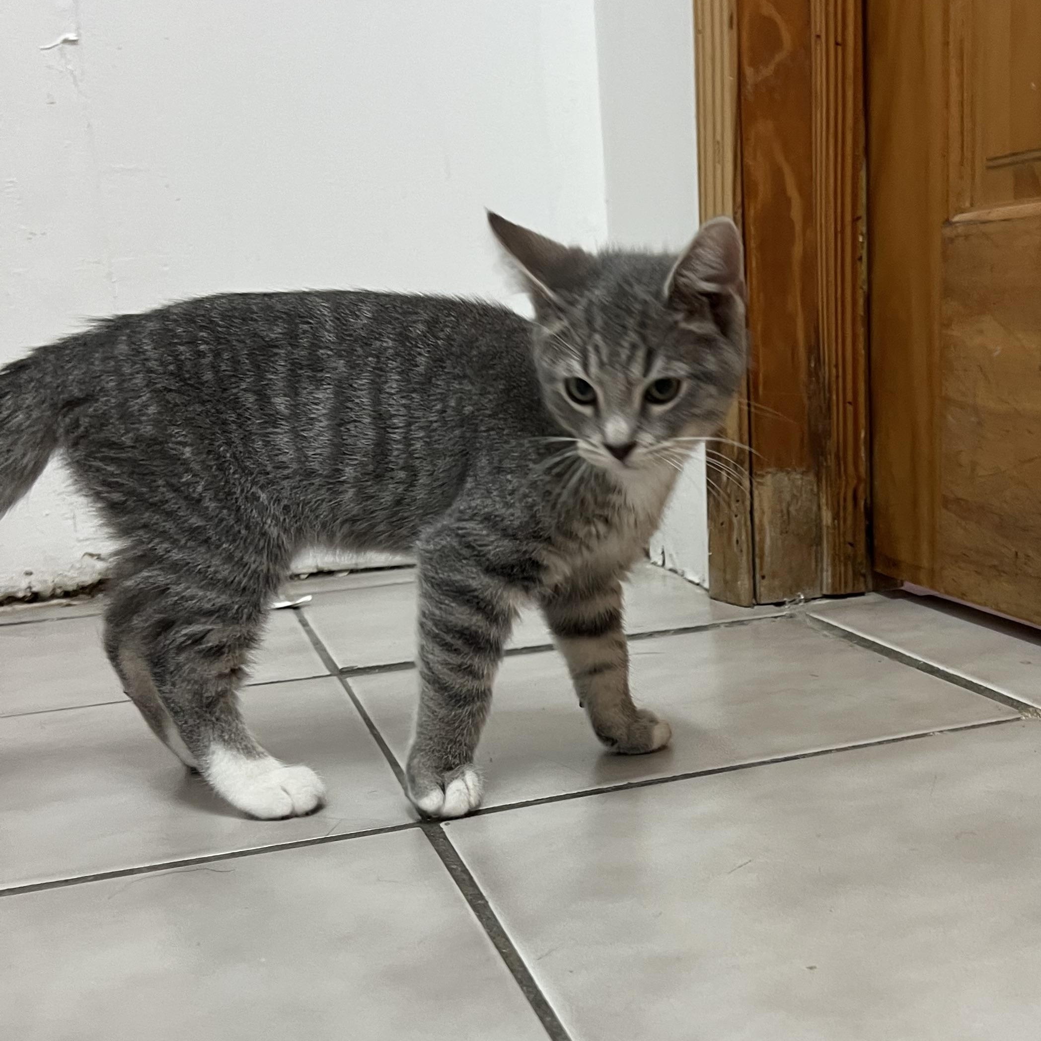 Sprinkle, a Adopted Domestic Short Hair in astoria, NY image 3/4