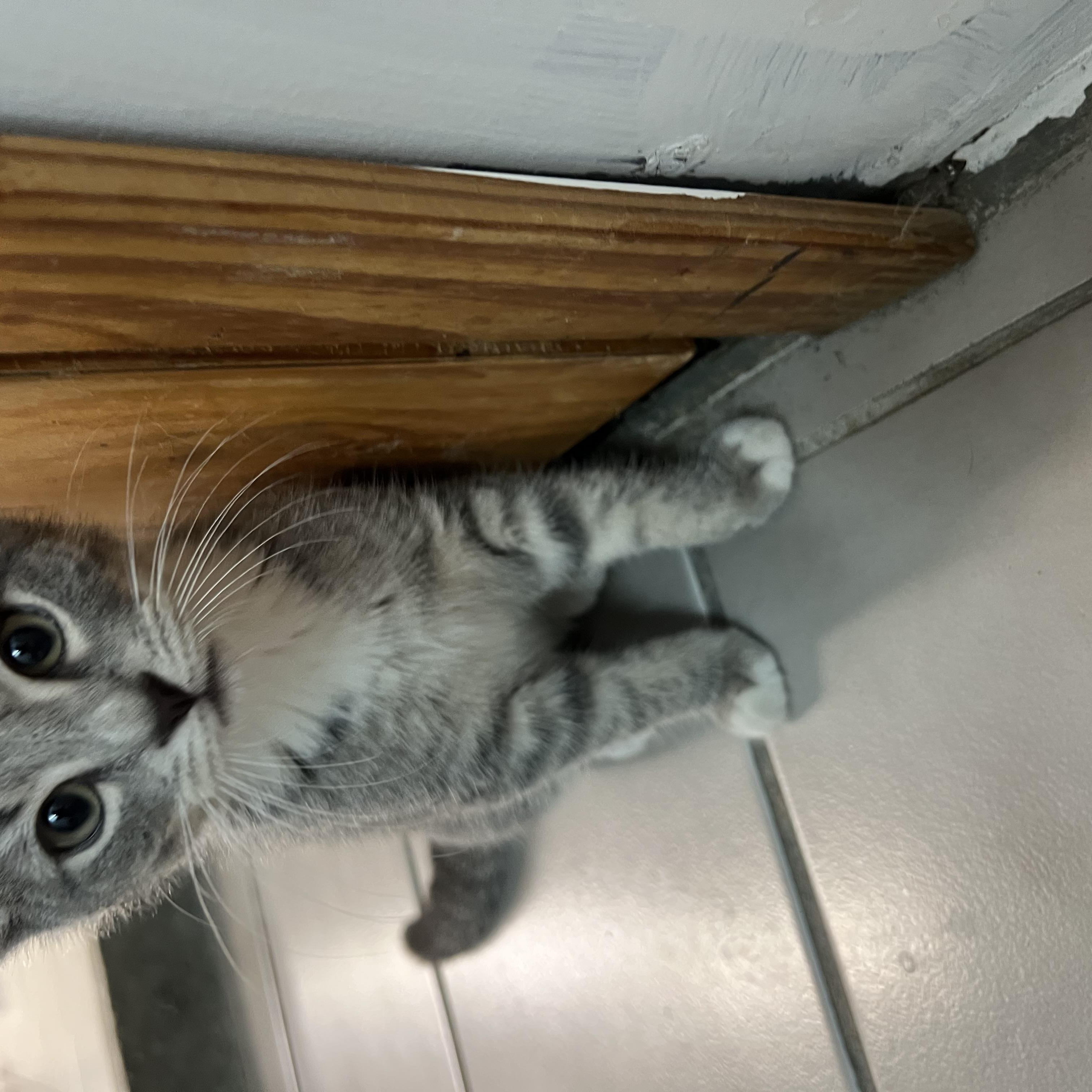 Sprinkle, a Adopted Domestic Short Hair in astoria, NY image 4/4