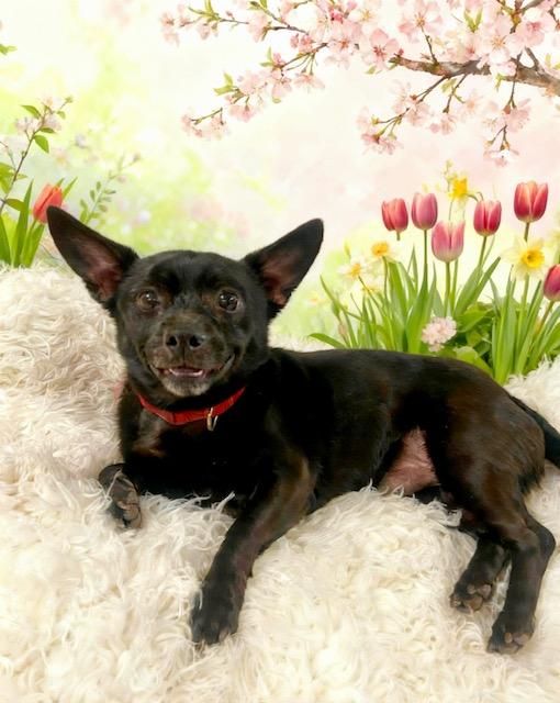 Enlarge Bruno, a Adoptable Chihuahua in Tehachapi, CA image 1/1