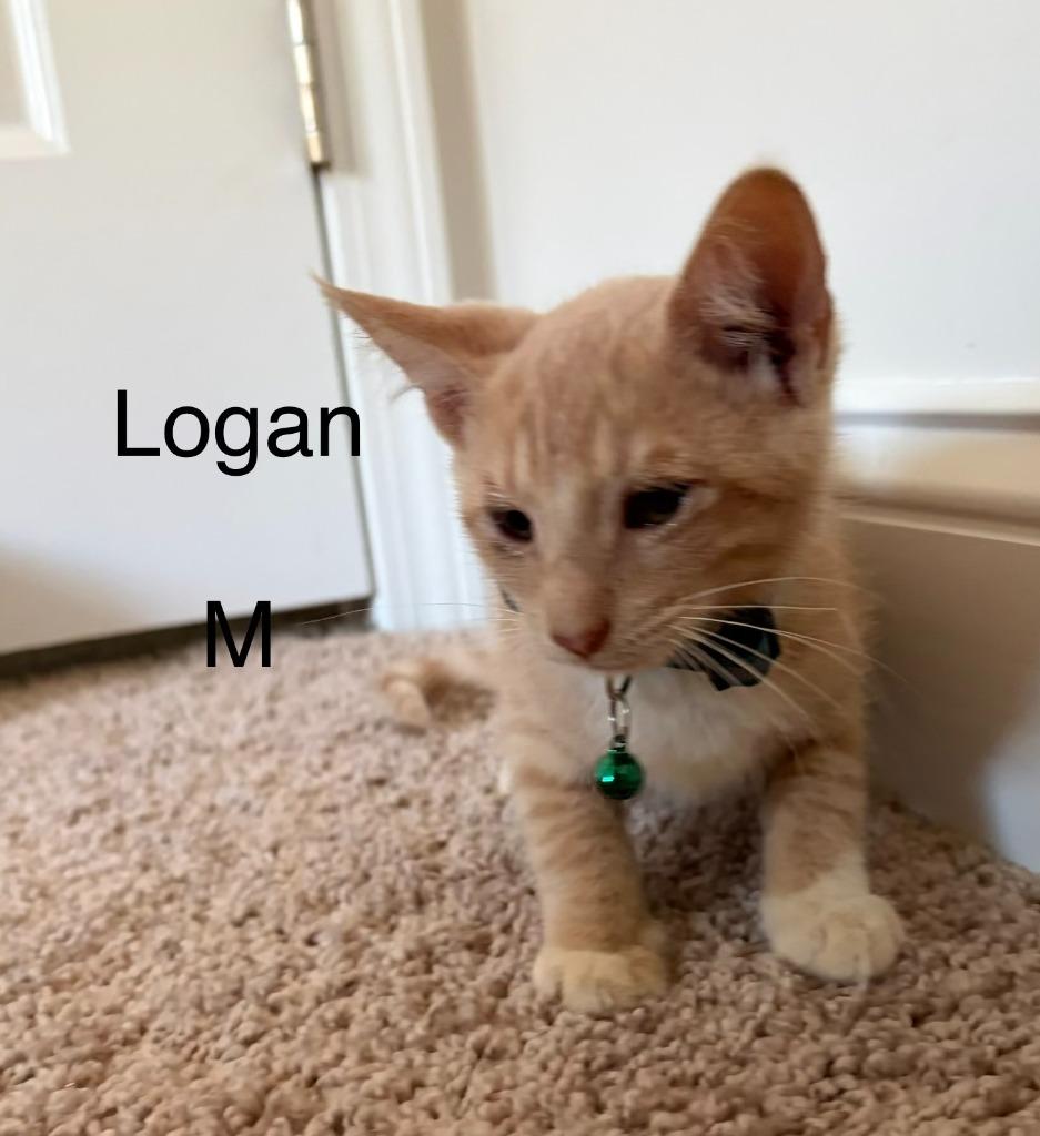 Enlarge Logan, a Adoptable mixed breed in Darien, GA image 1/1
